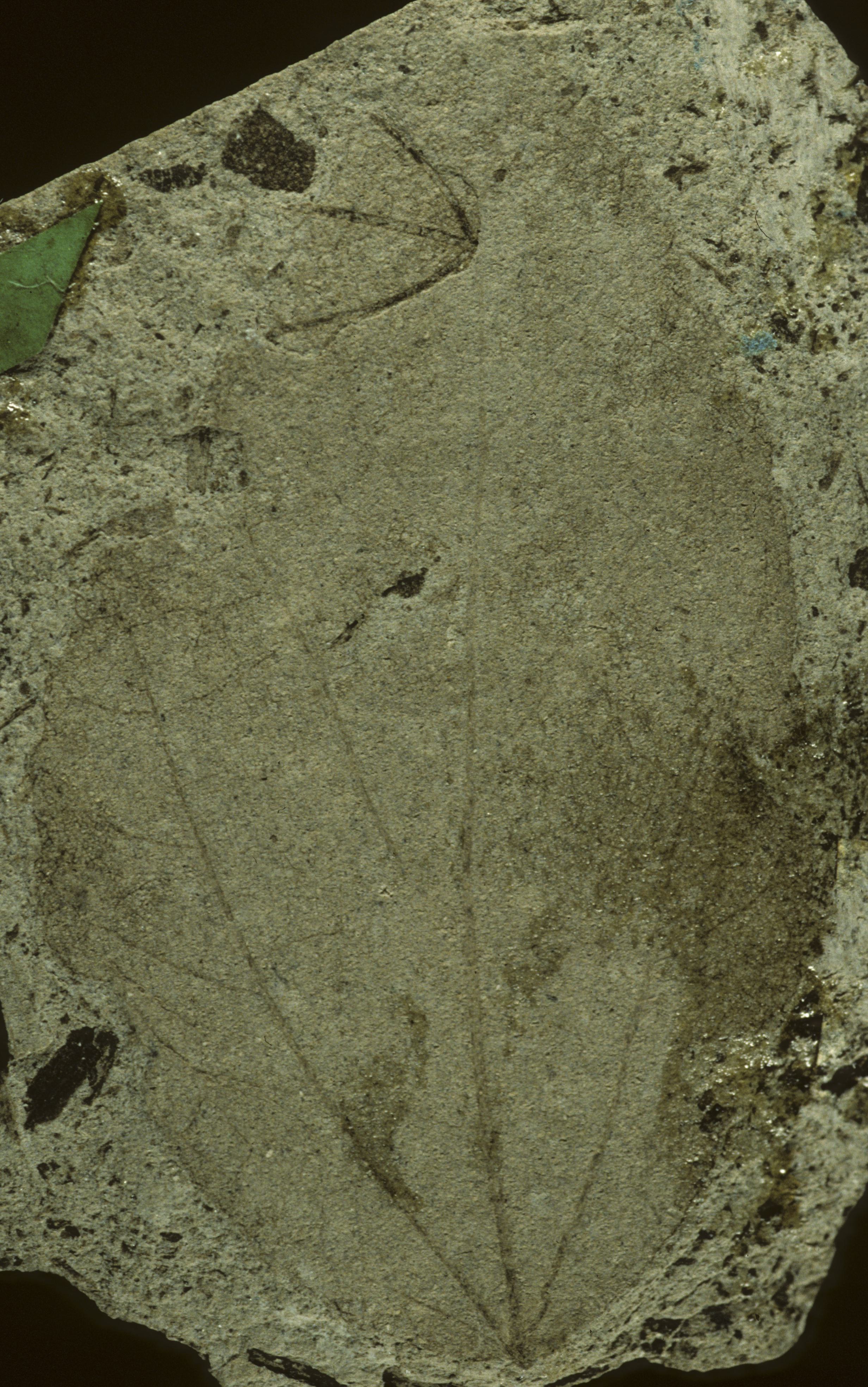 Fossil Image