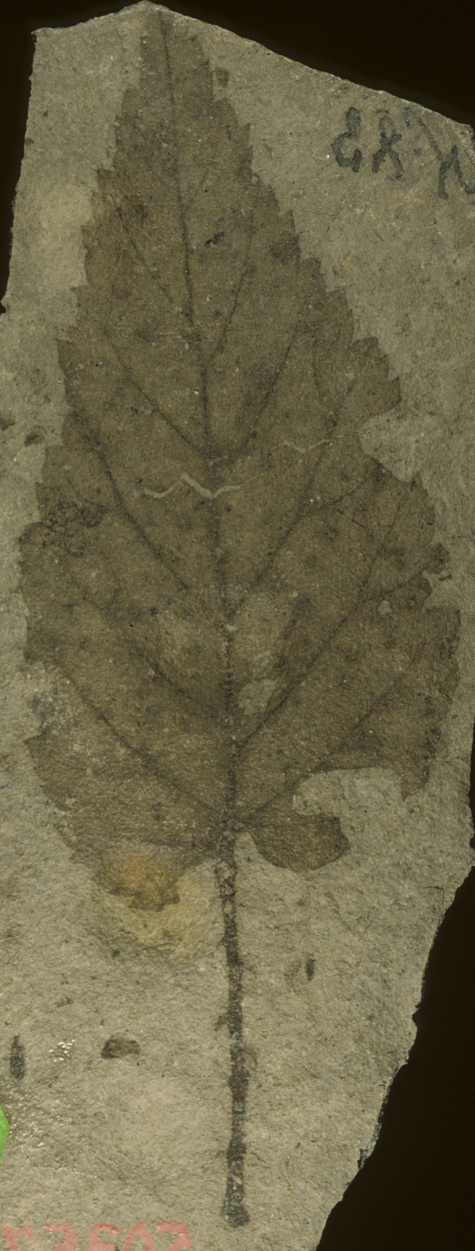 Fossil Image