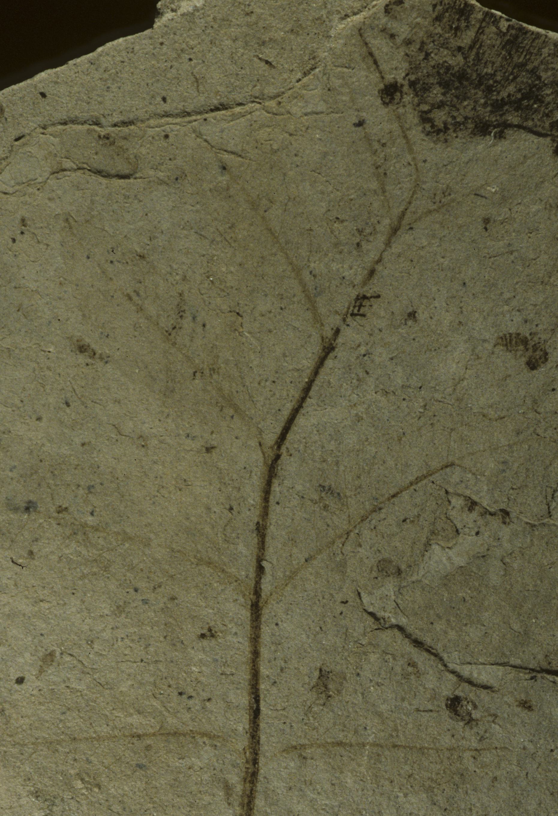 Sample 1 Image