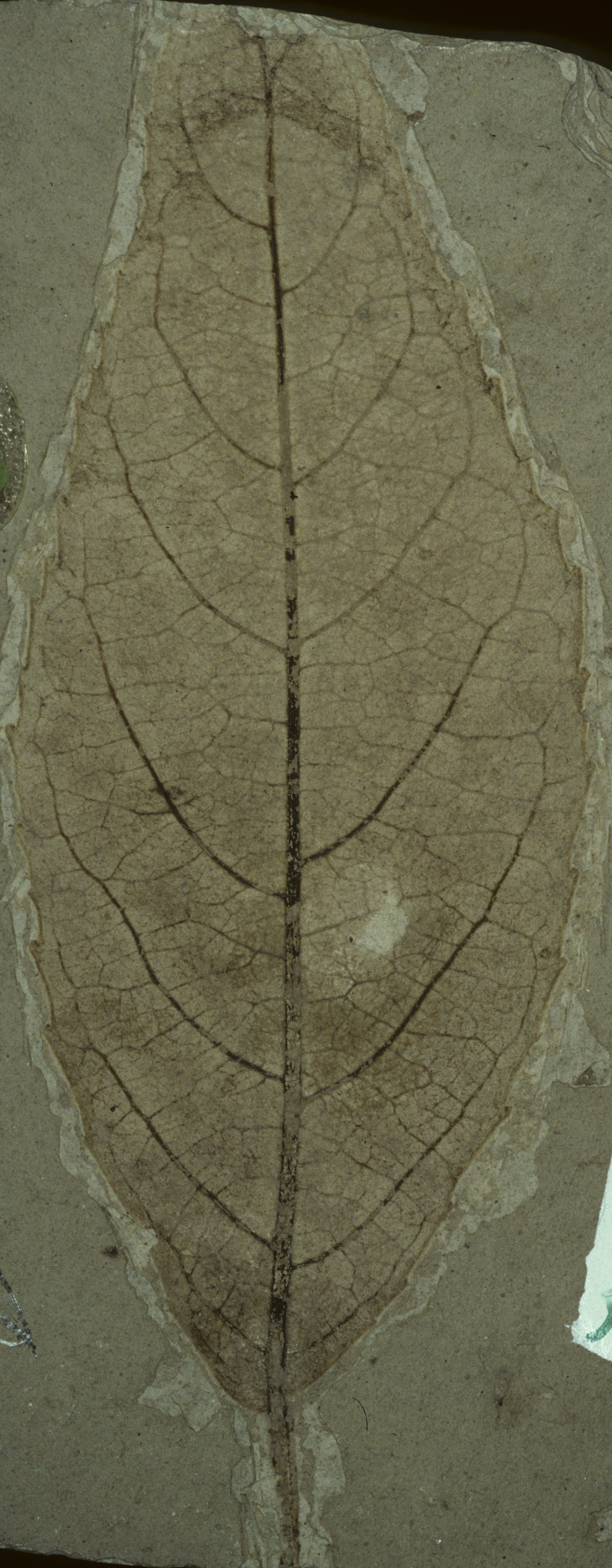 Fossil Image