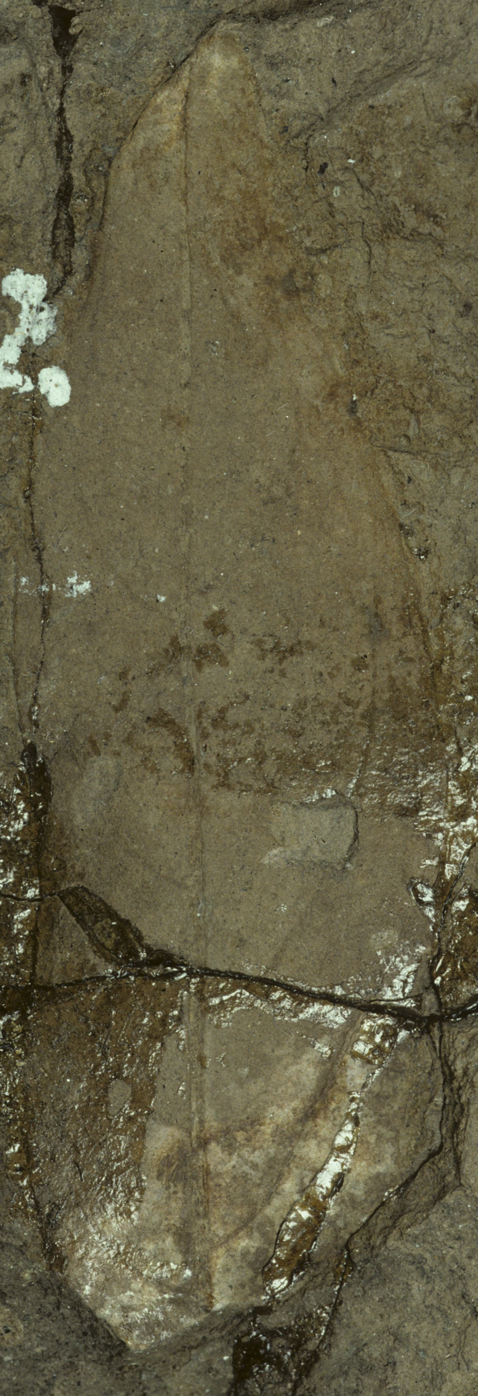 Sample 1 Image