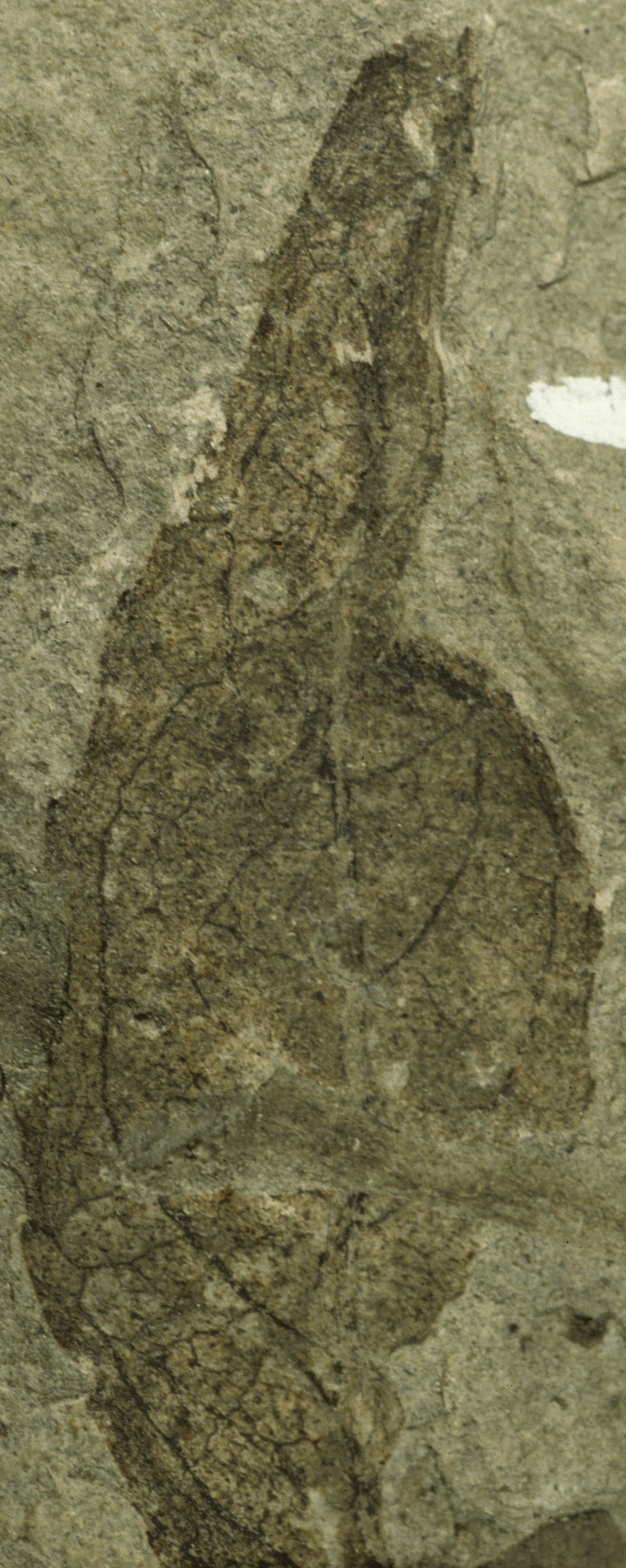 Sample 1 Image