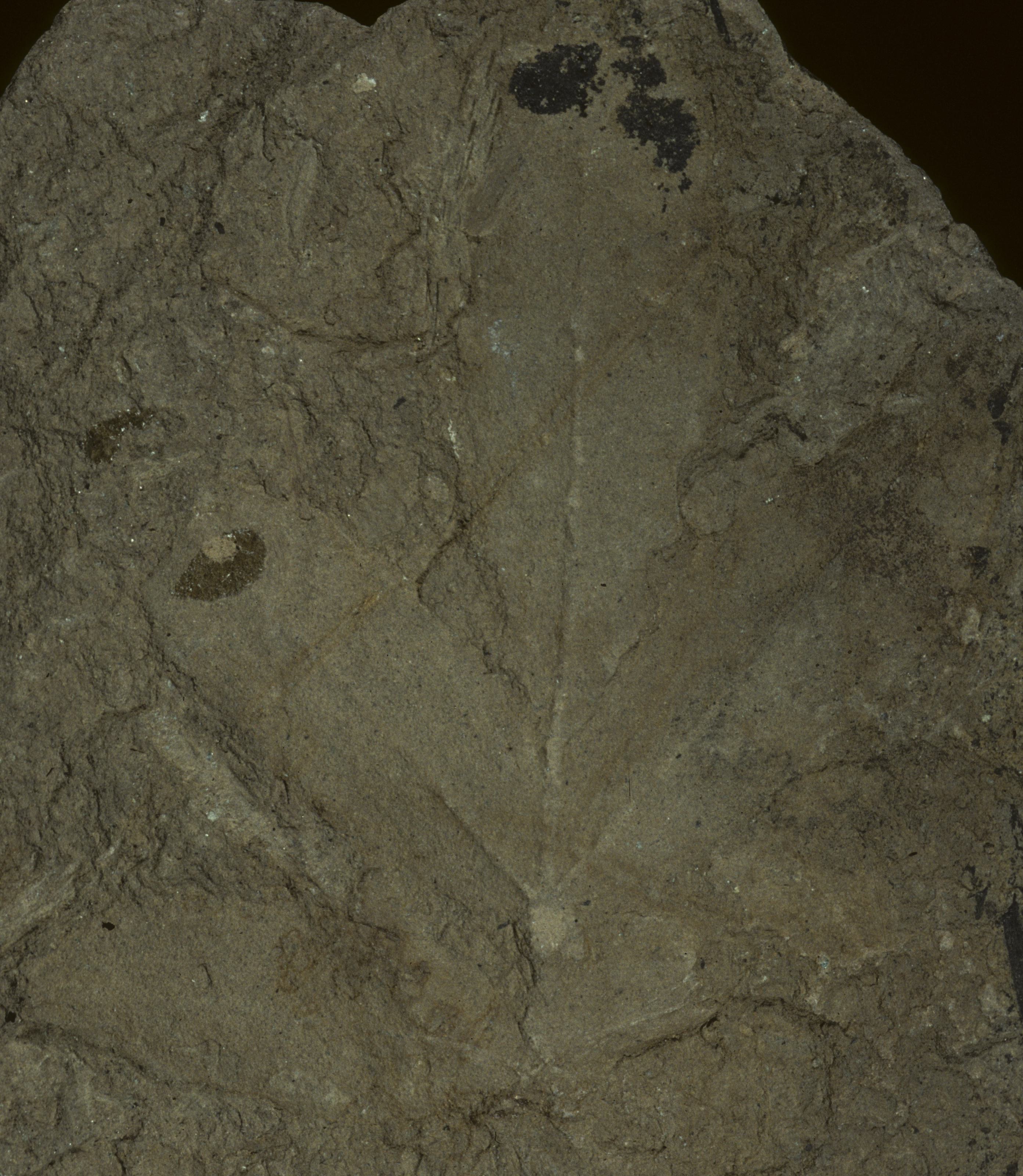 Fossil Image