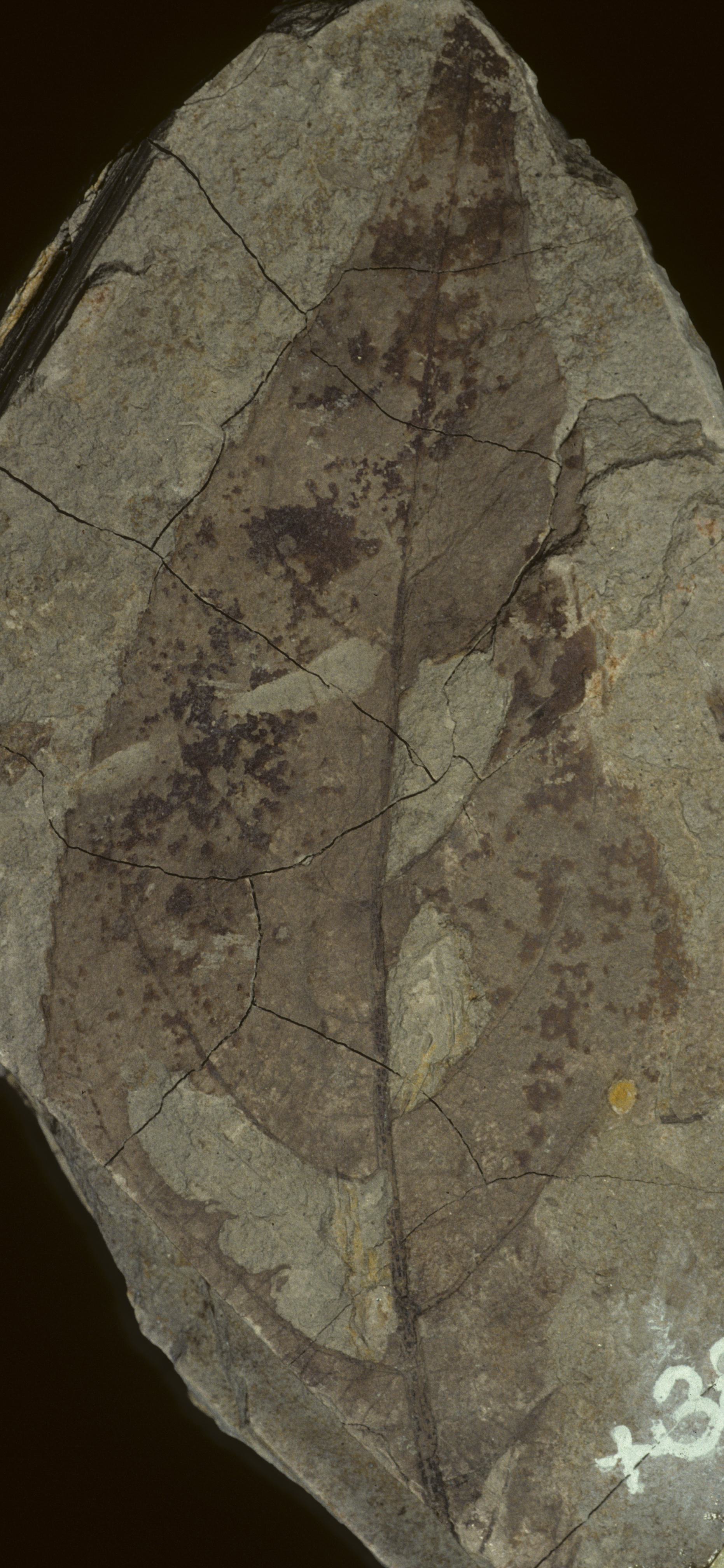 Fossil Image