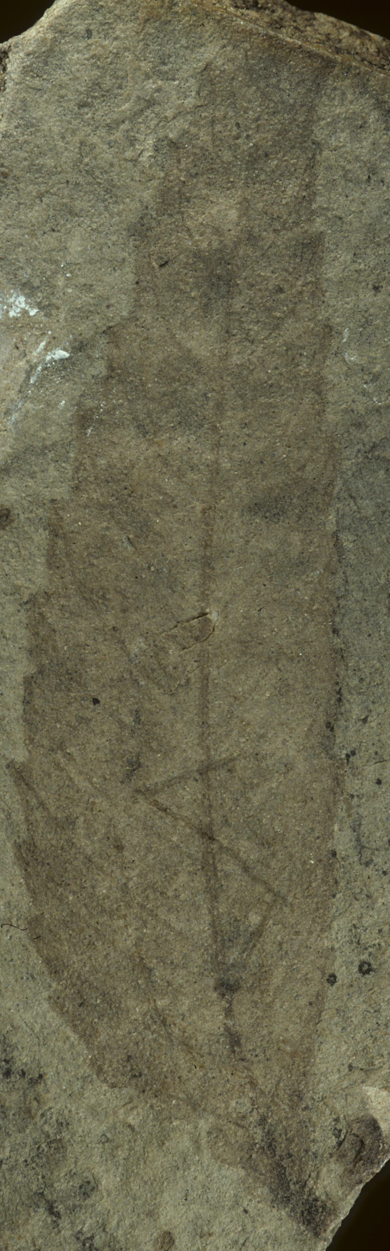 Fossil Image