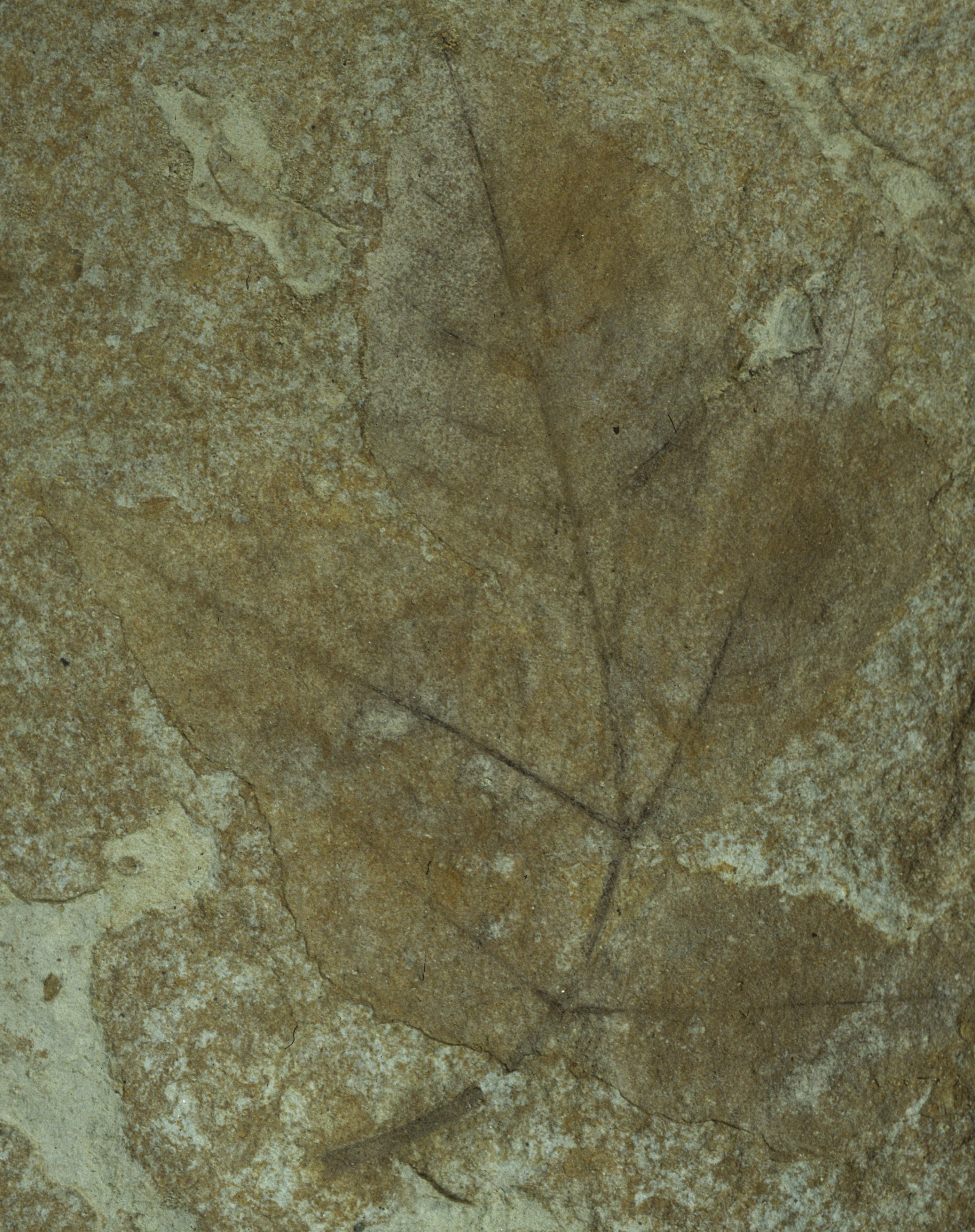 Fossil Image