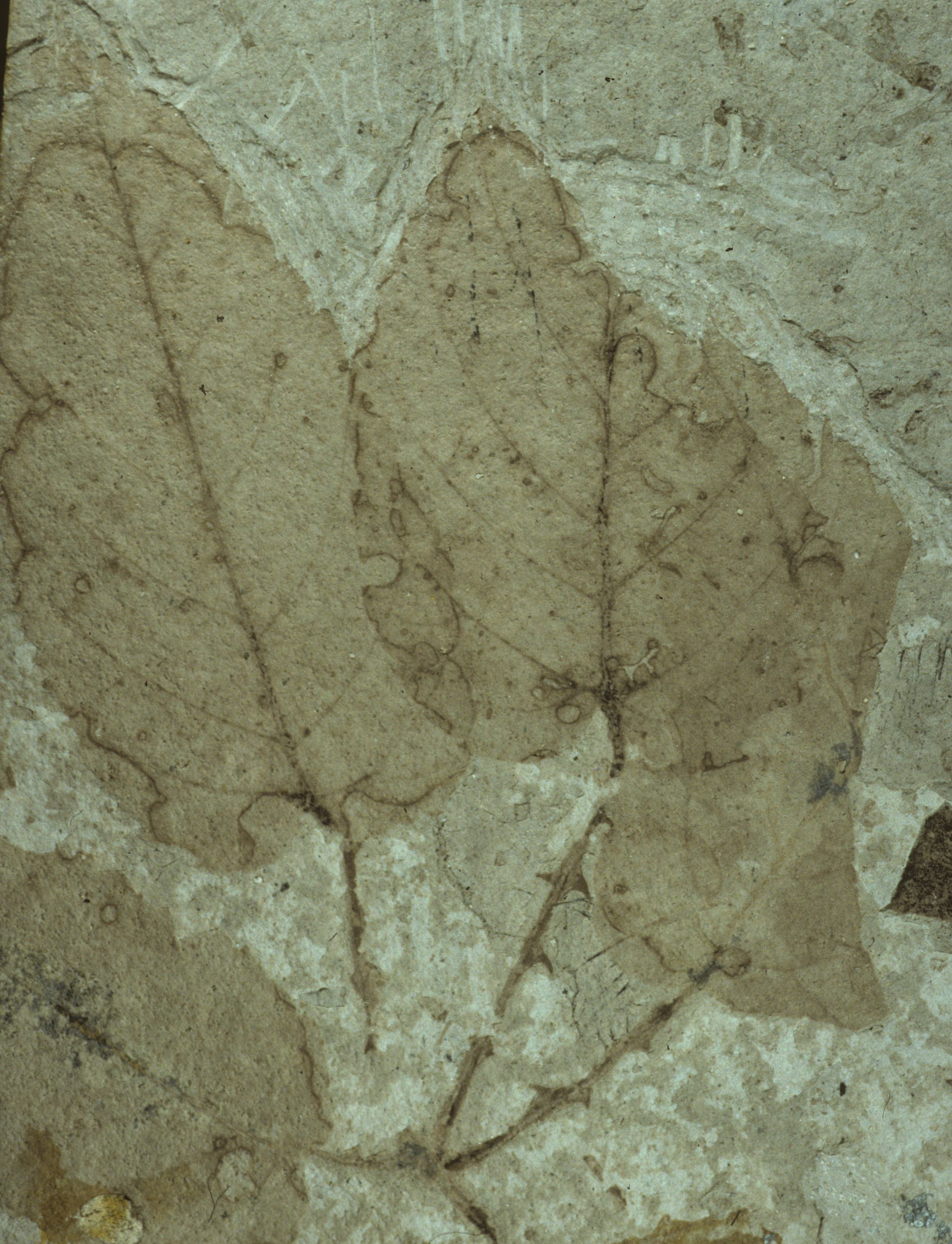 Fossil Image