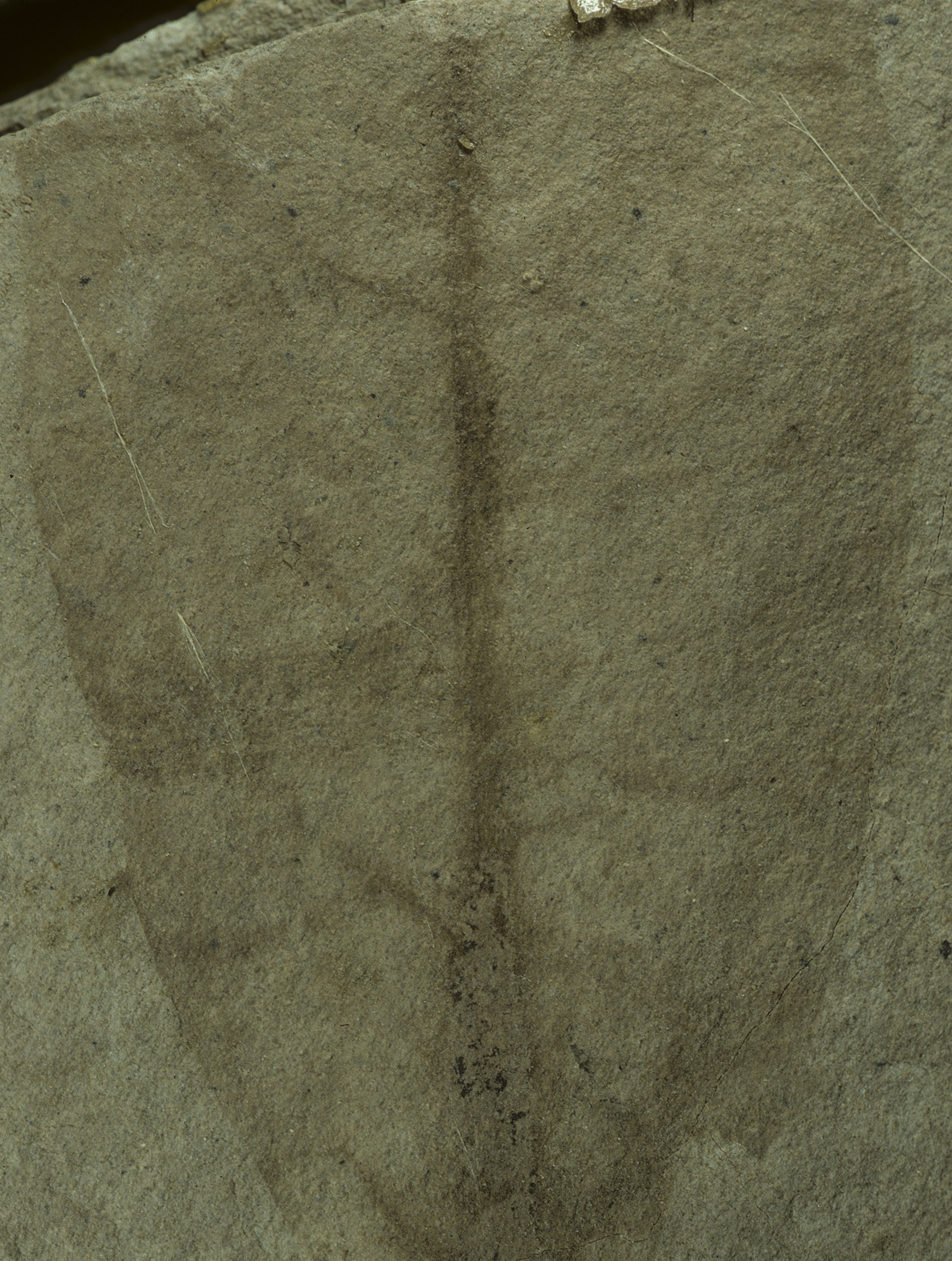 Sample 1 Image