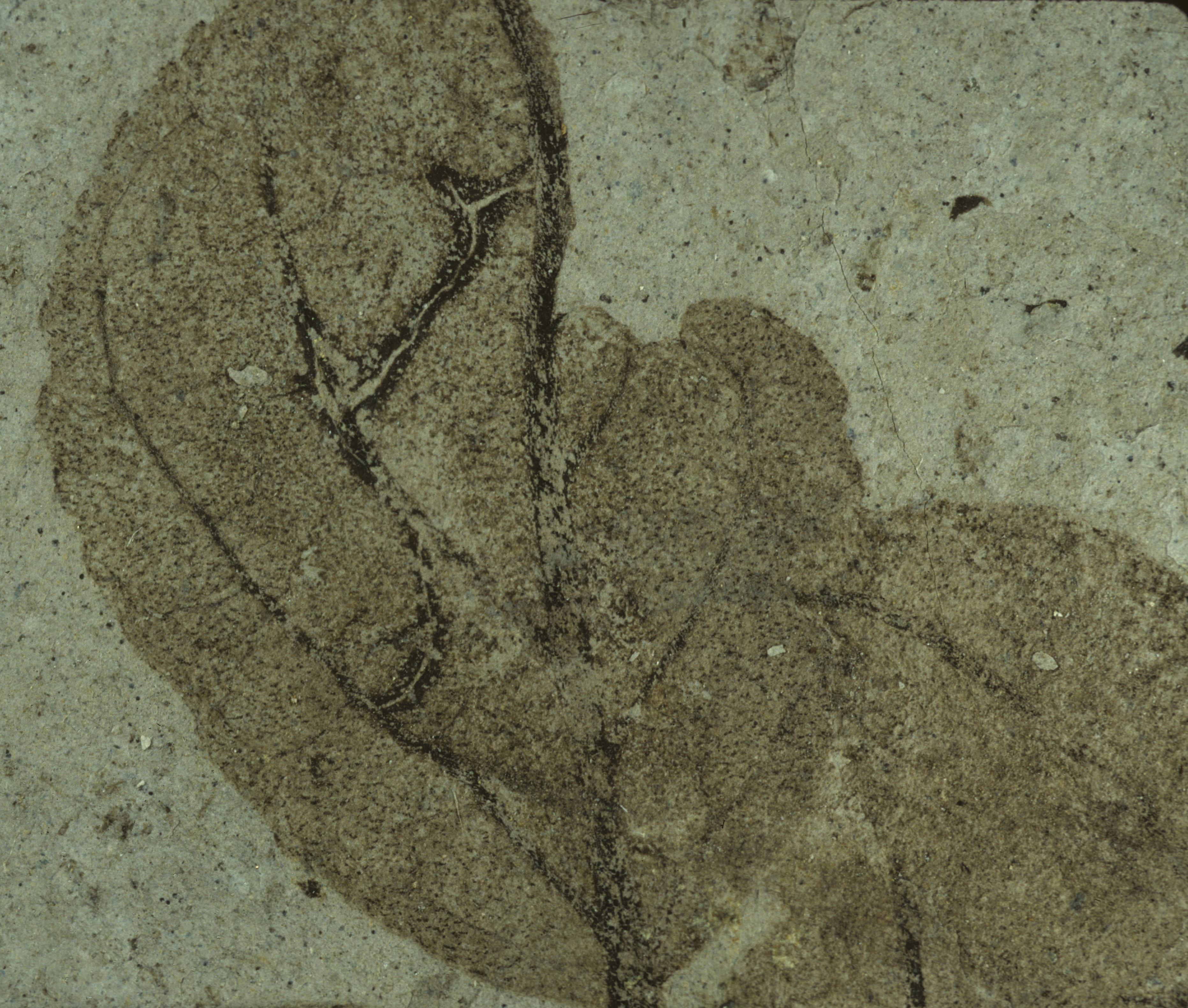 Sample 1 Image