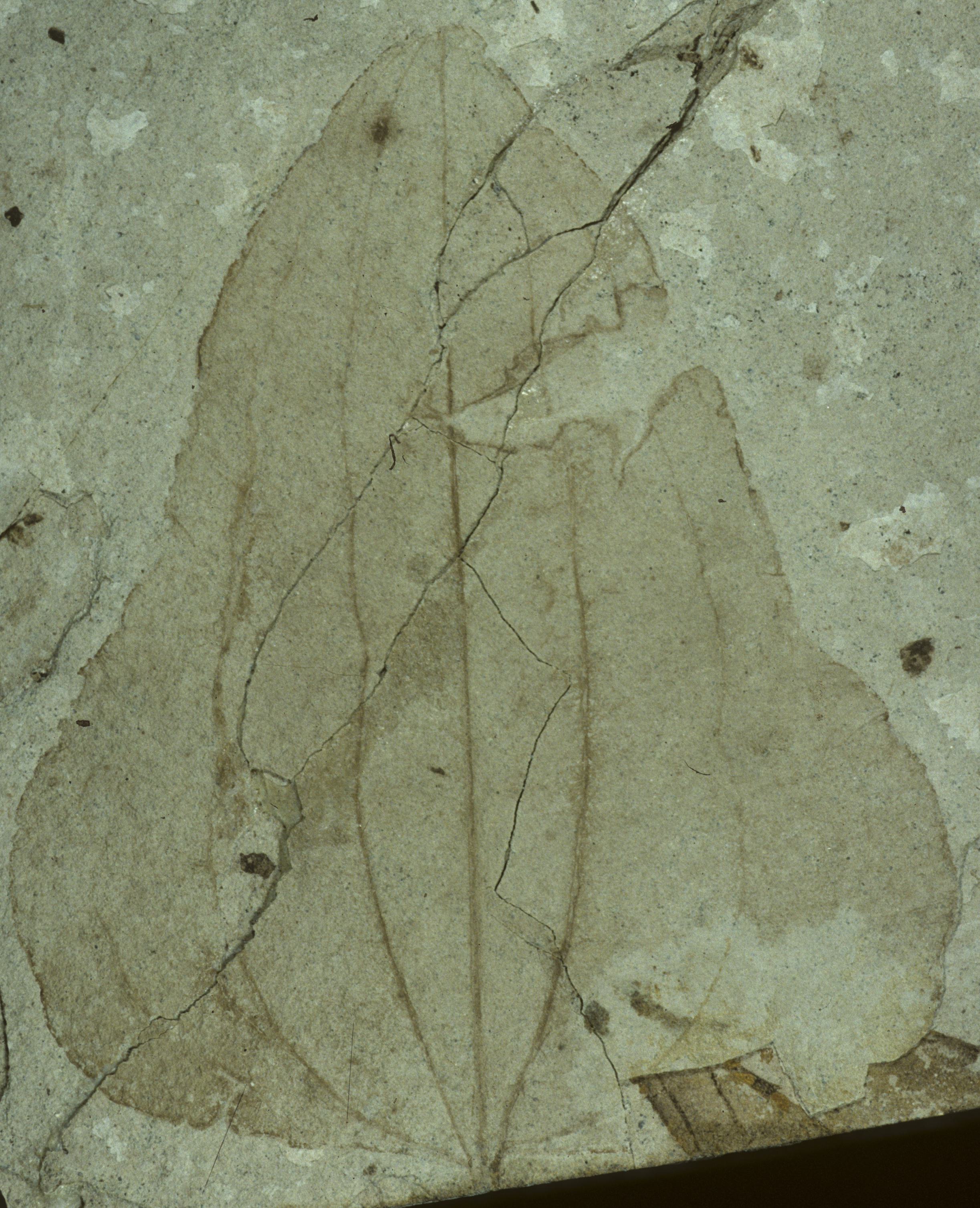 Fossil Image