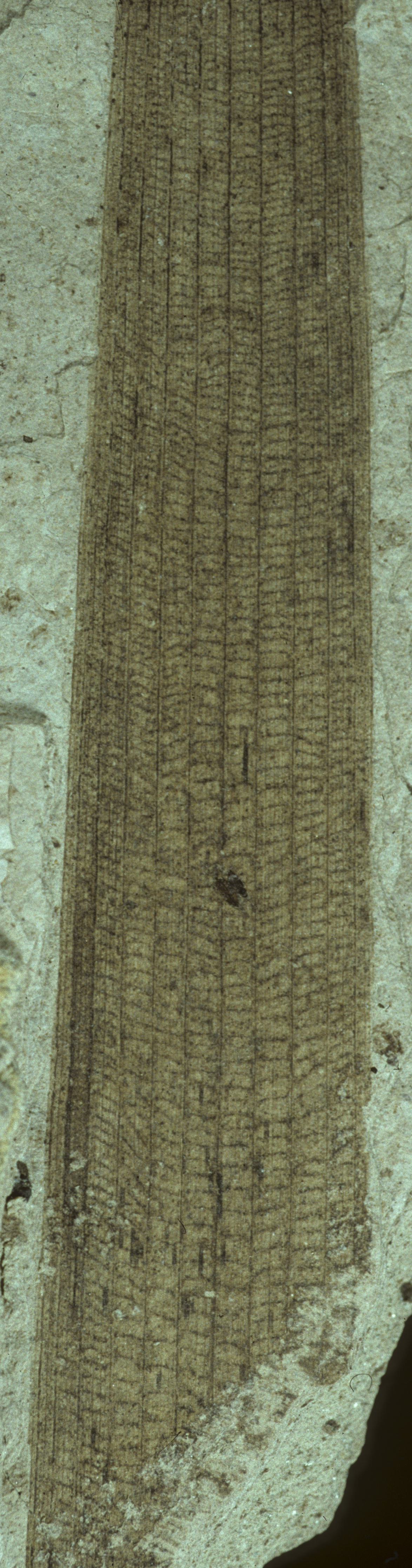 Sample 1 Image