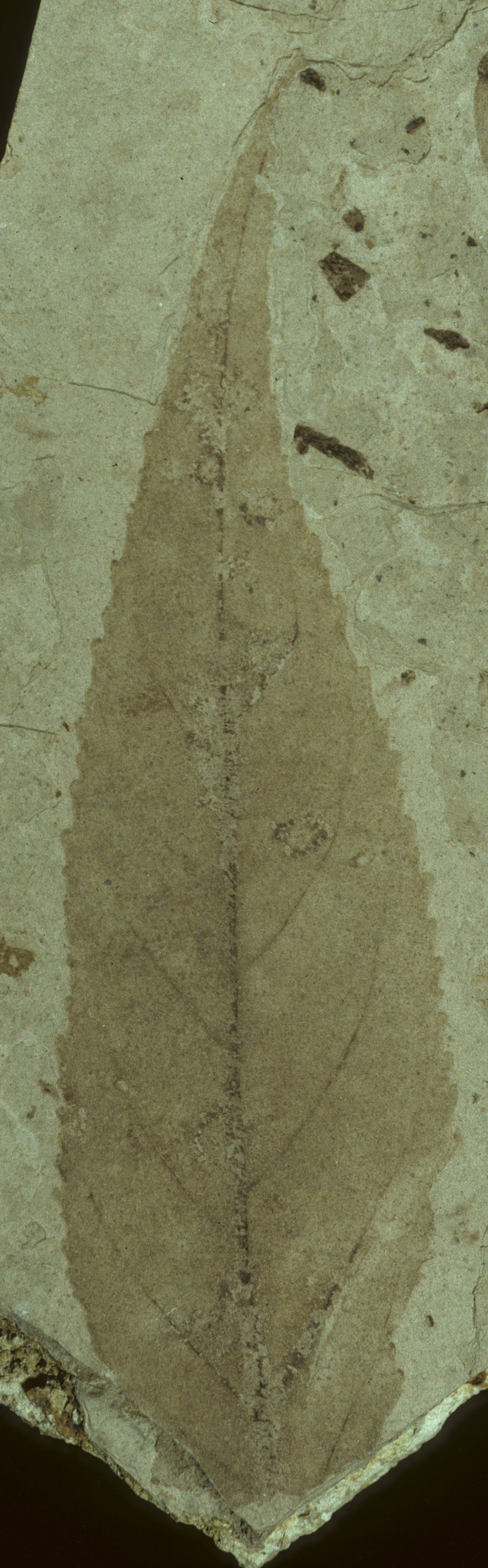 Fossil Image