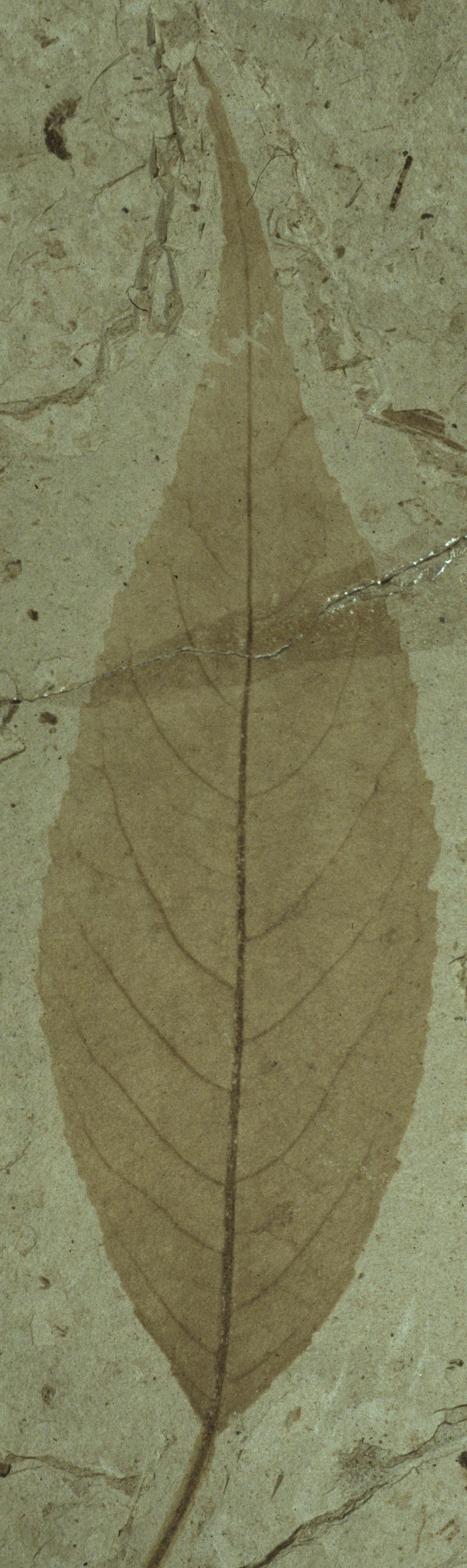 Fossil Image