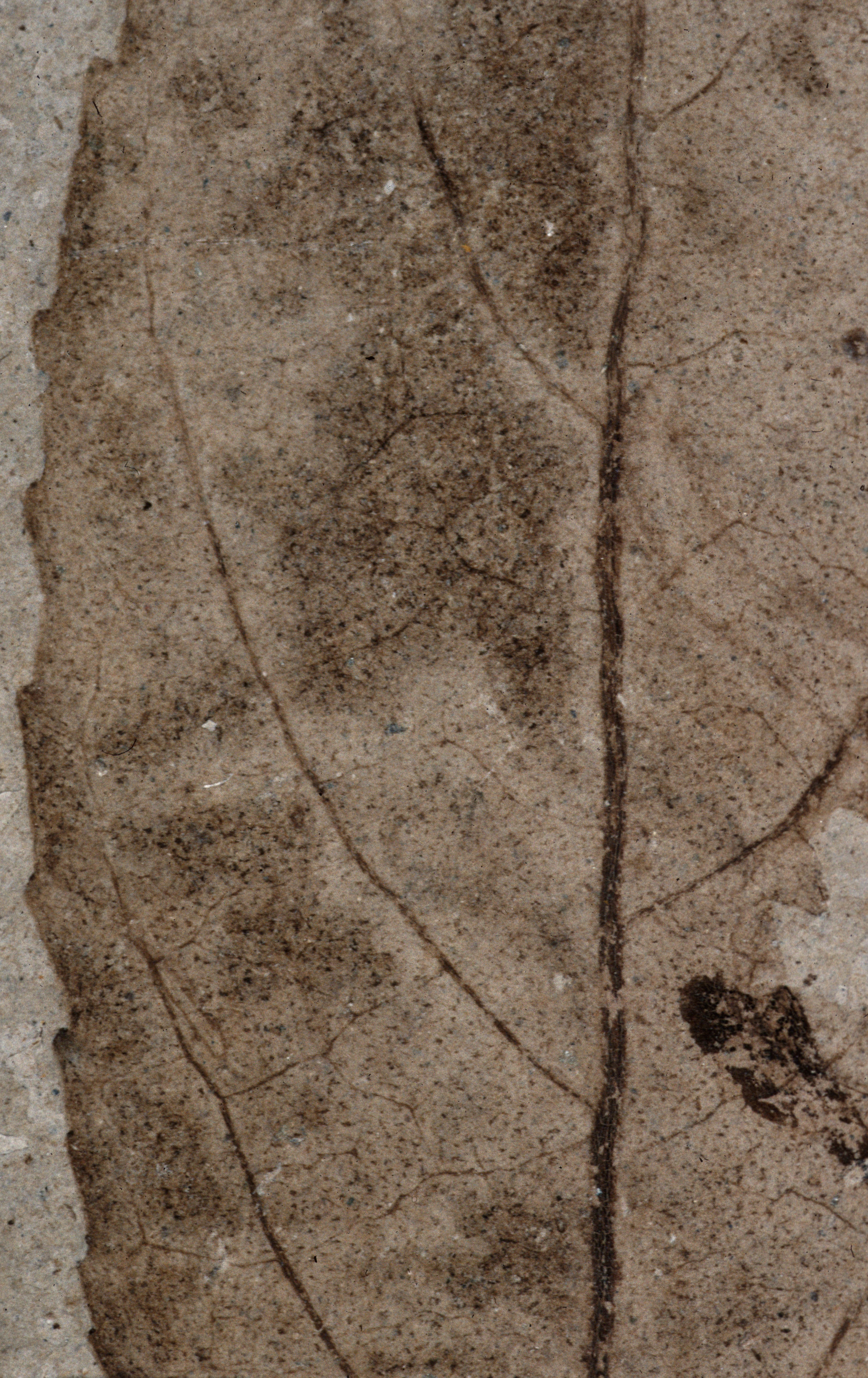 Sample 1 Image