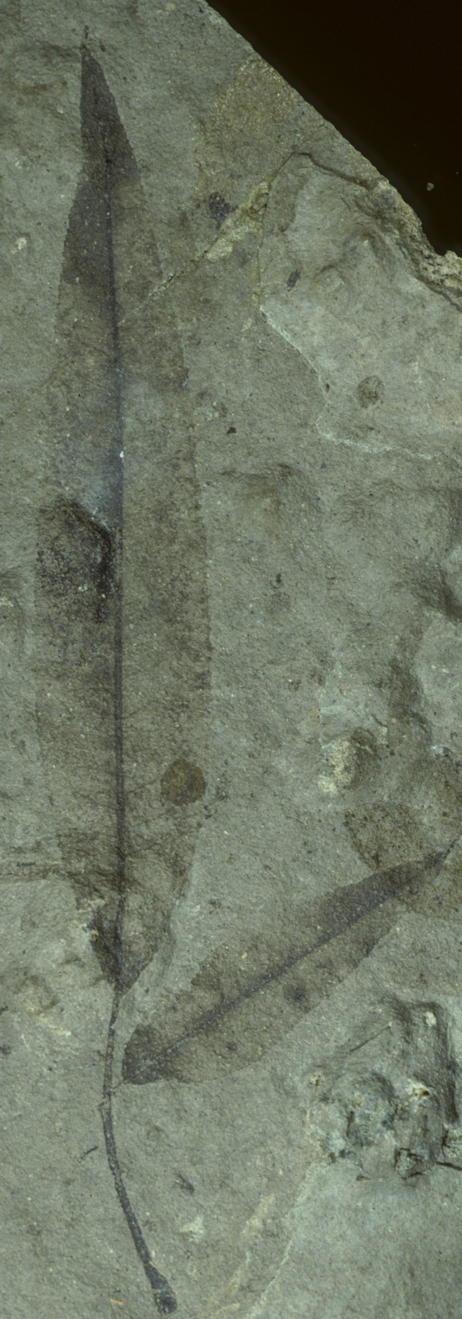 Fossil Image