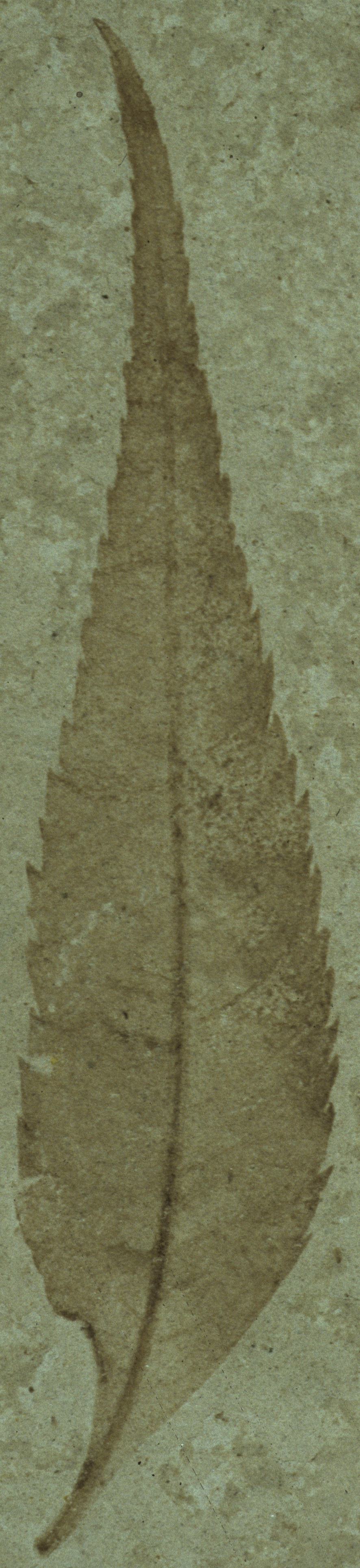 Fossil Image