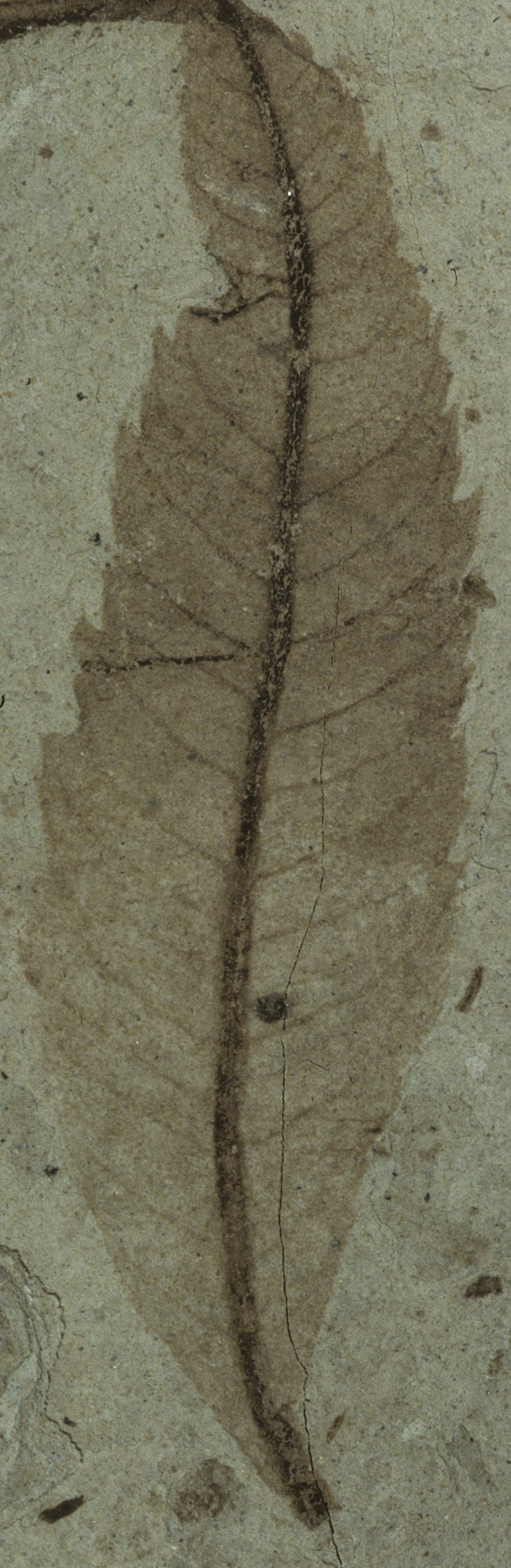 Fossil Image