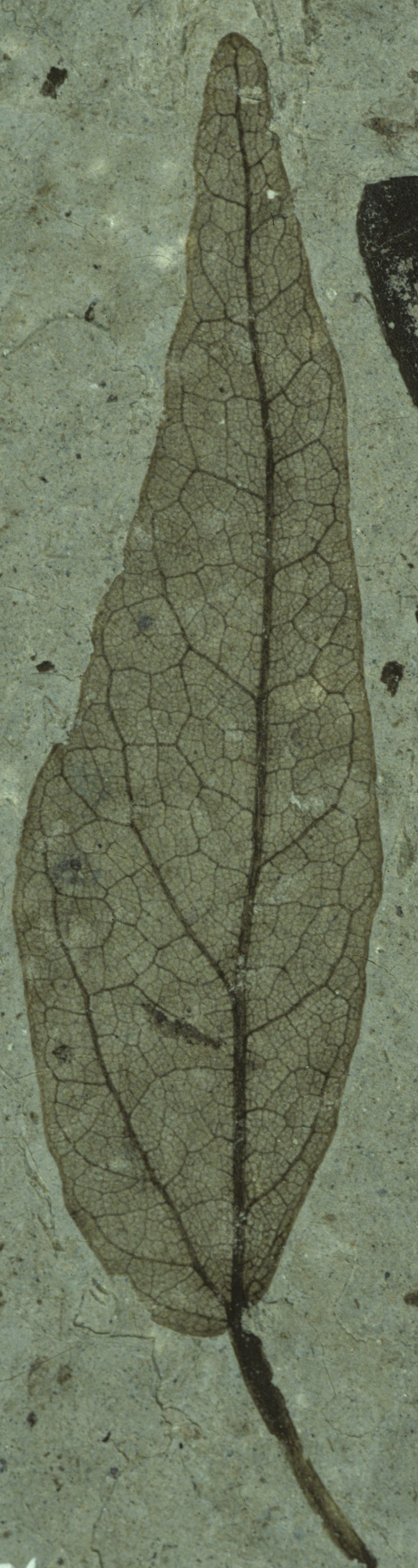 Fossil Image