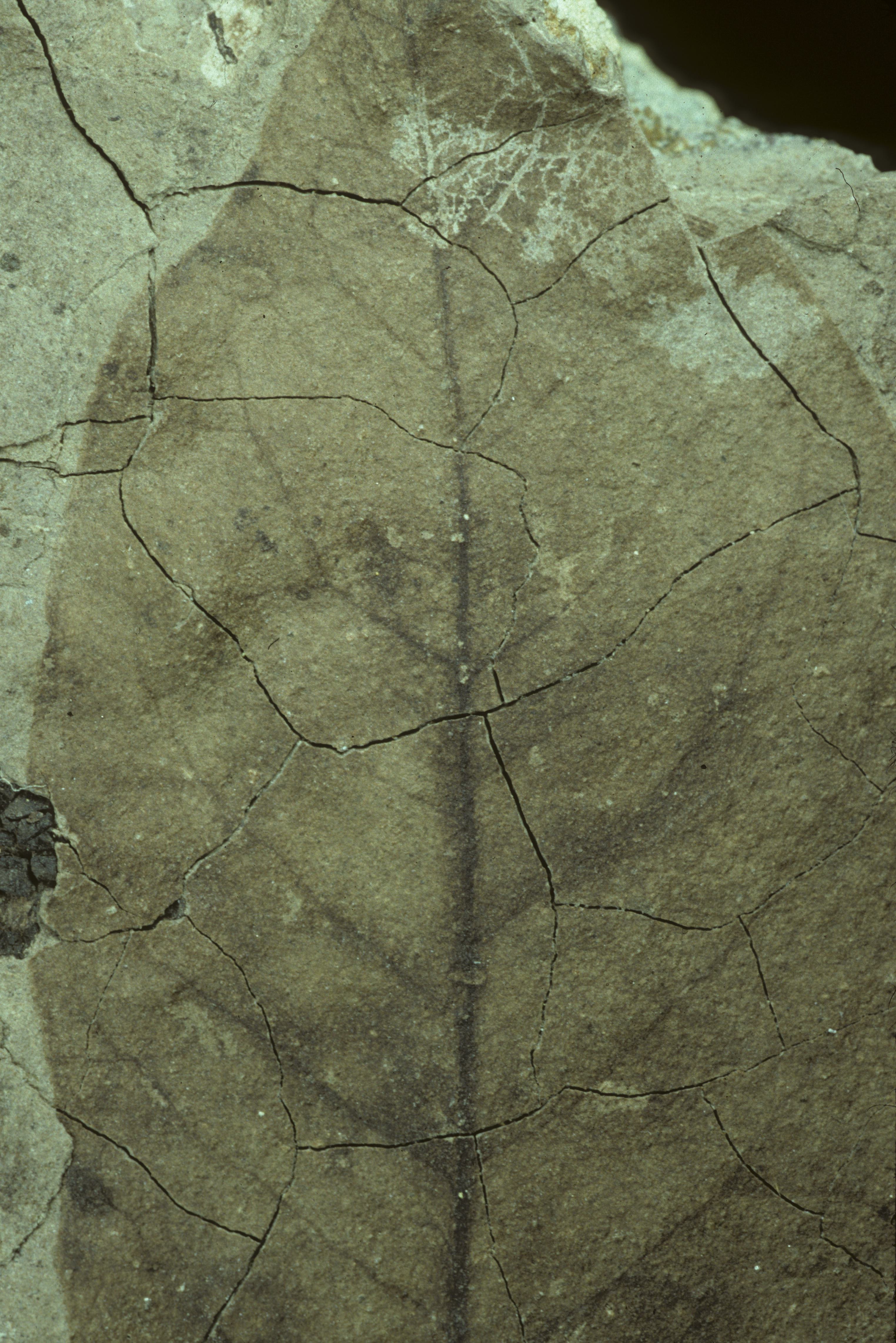 Sample 1 Image