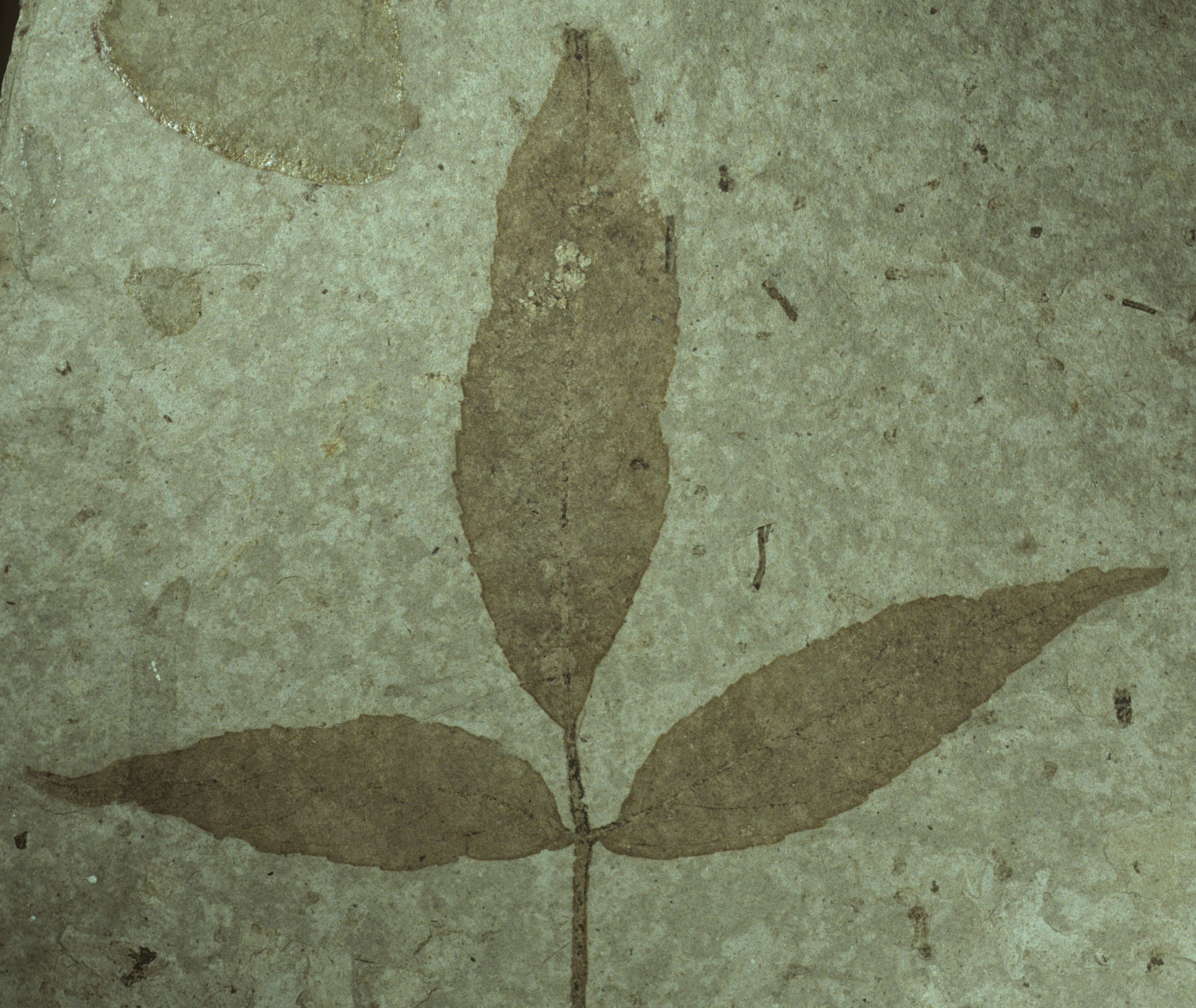 Fossil Image