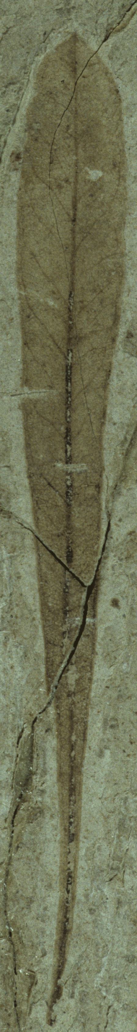 Fossil Image