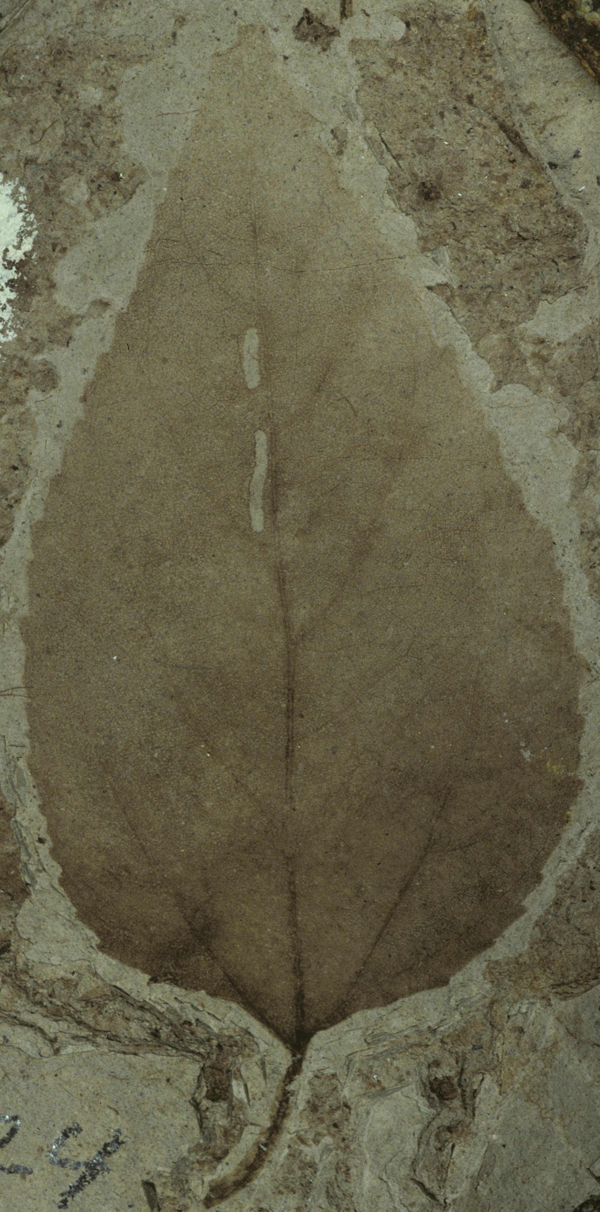 Fossil Image