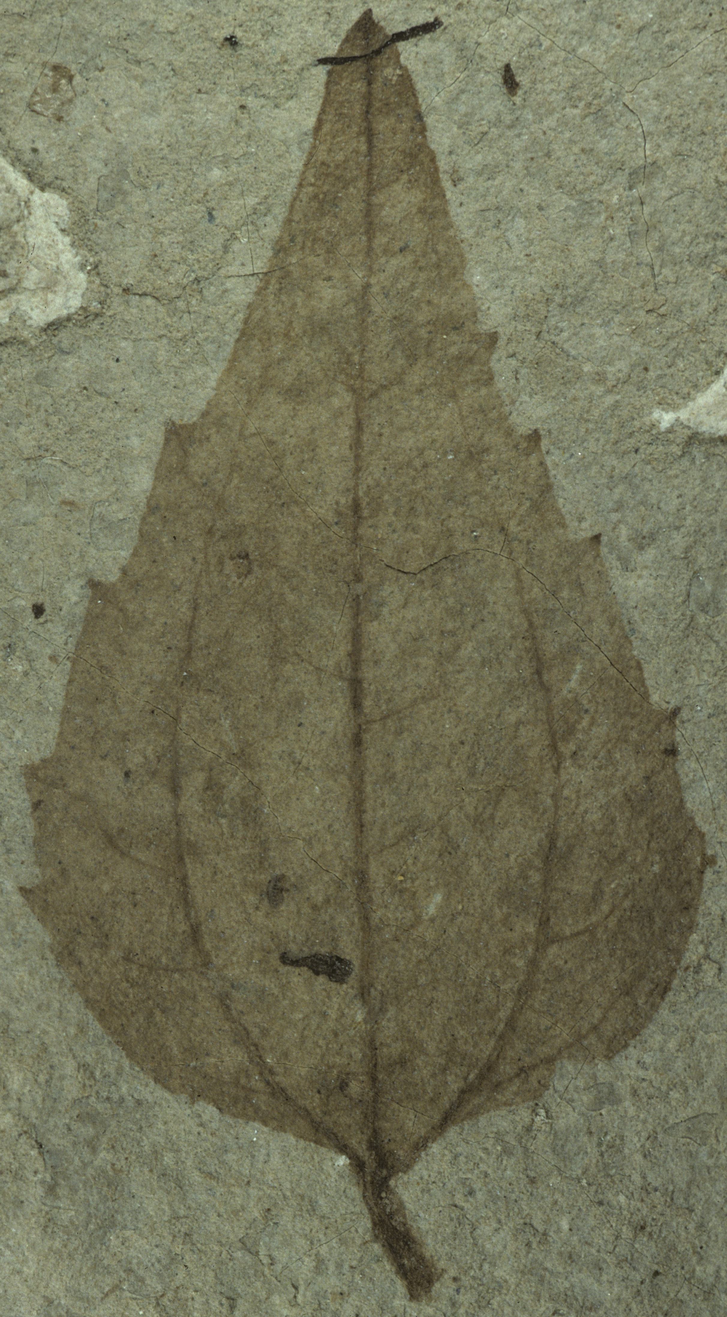 Fossil Image