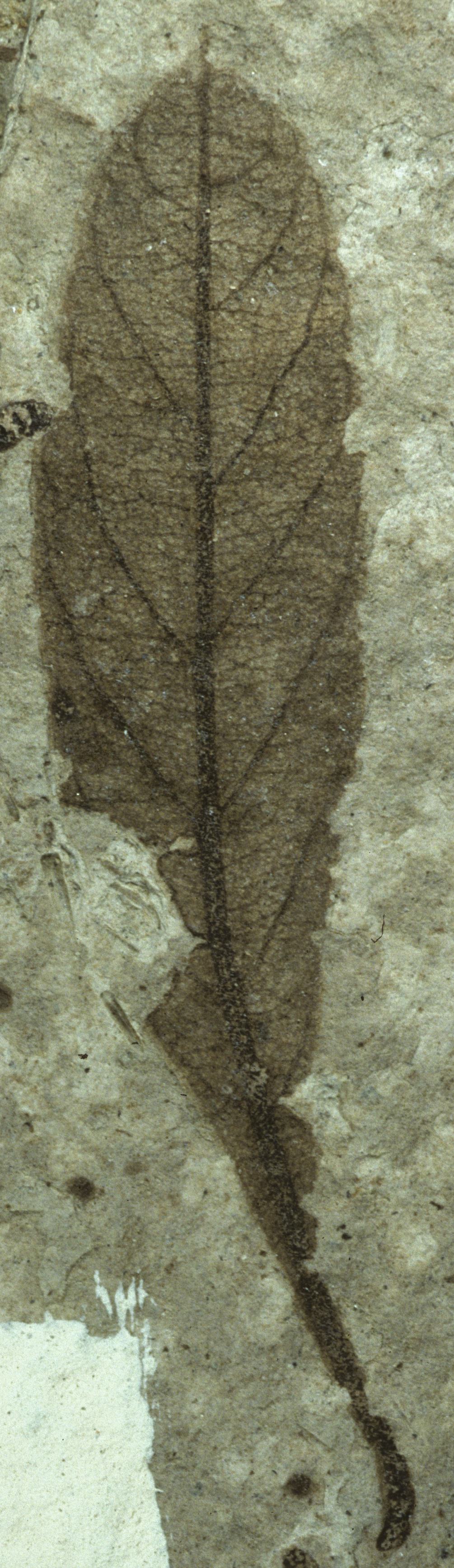 Fossil Image