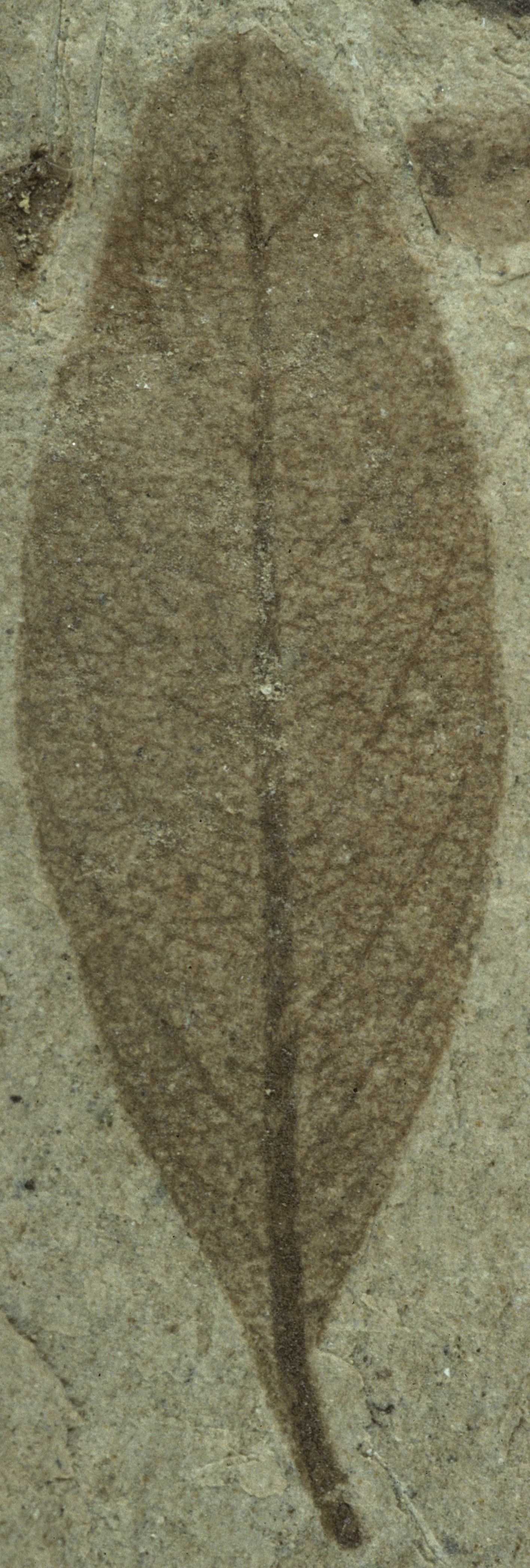 Fossil Image