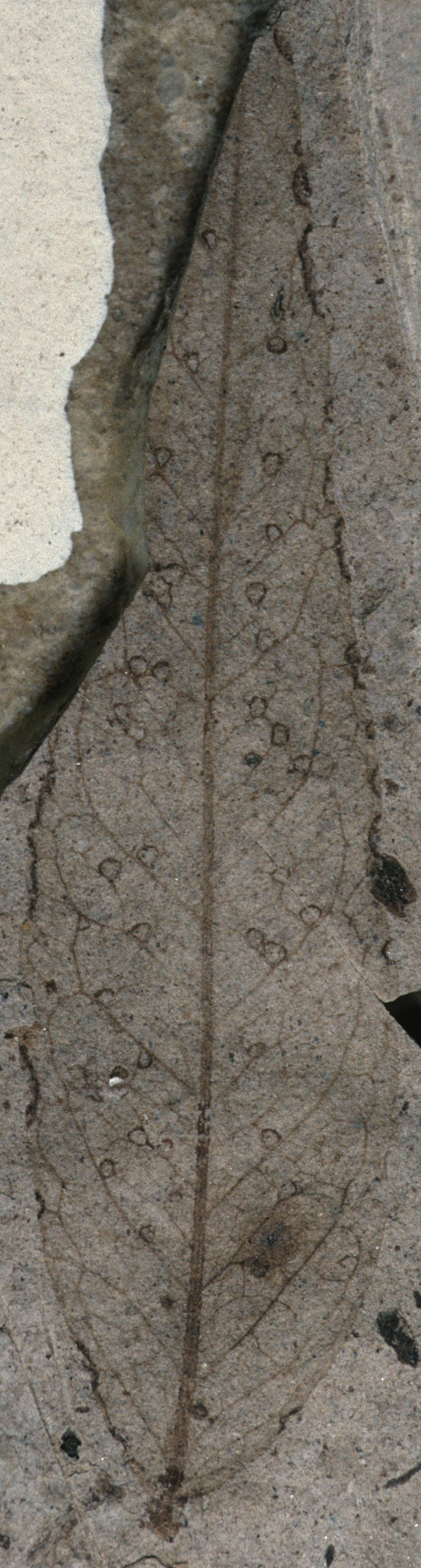 Fossil Image