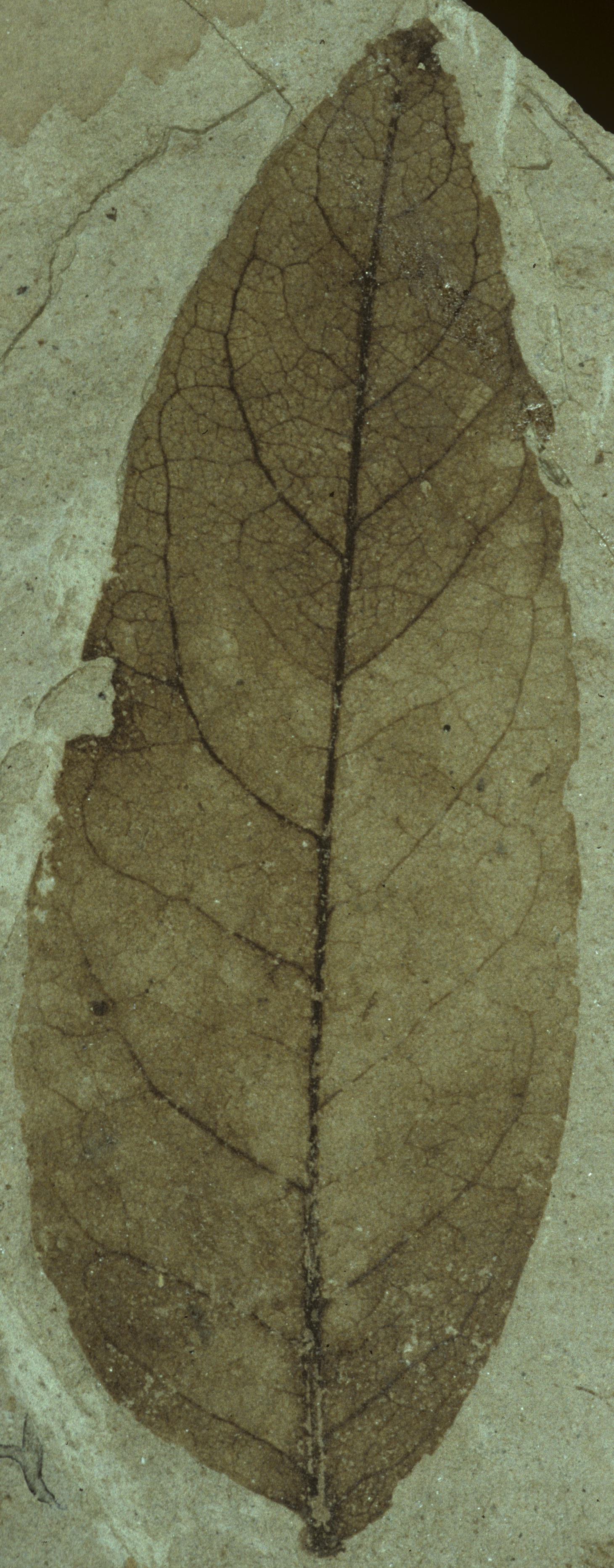 Fossil Image