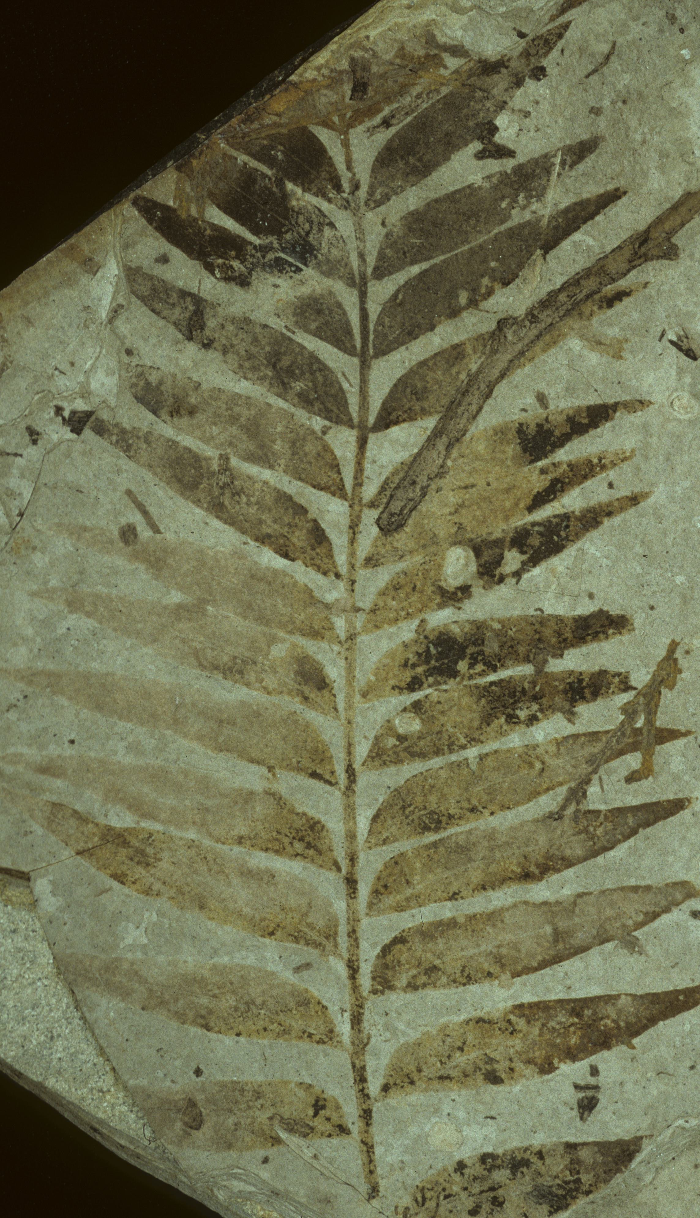 Fossil Image