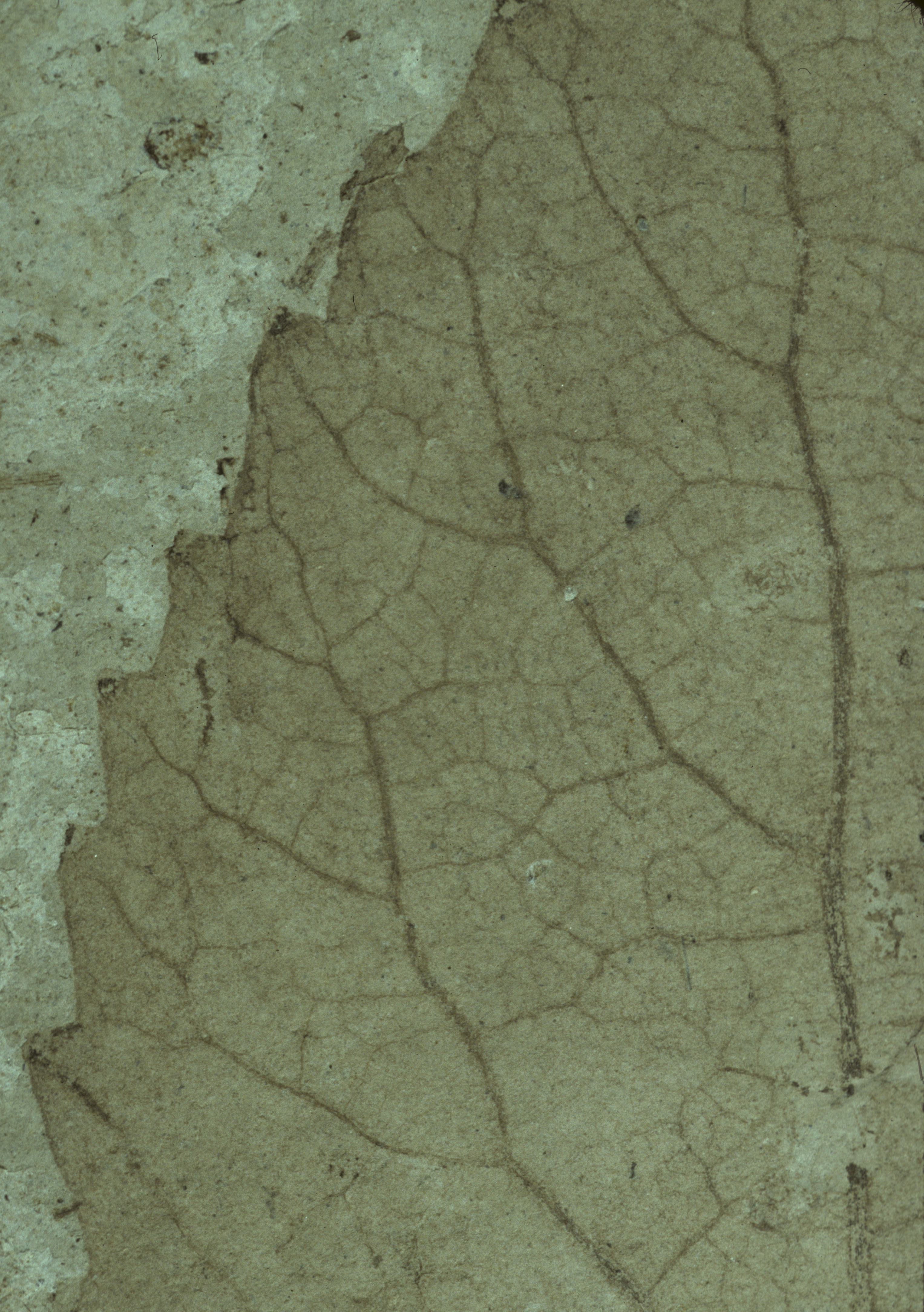 Sample 1 Image