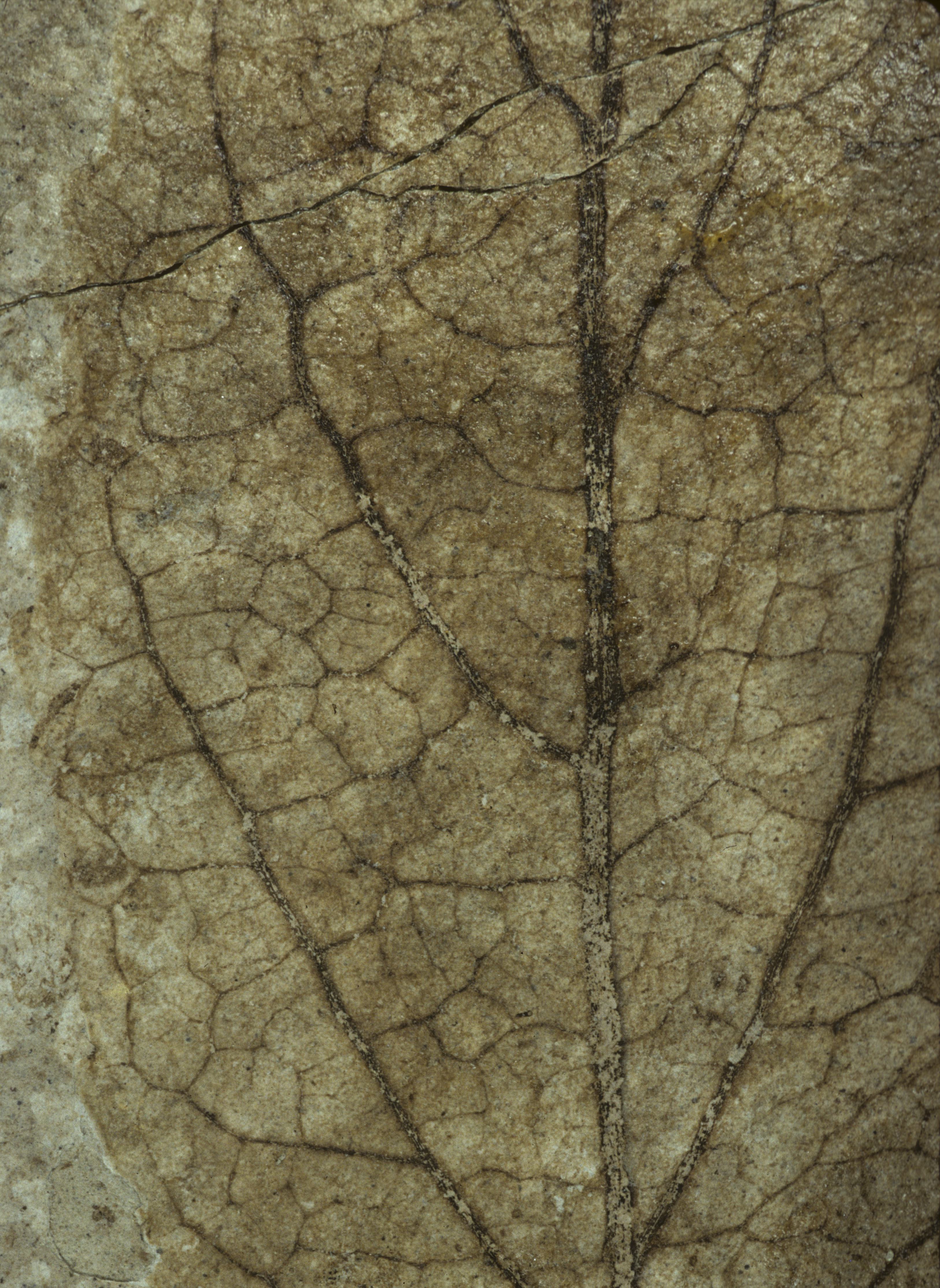 Sample 1 Image