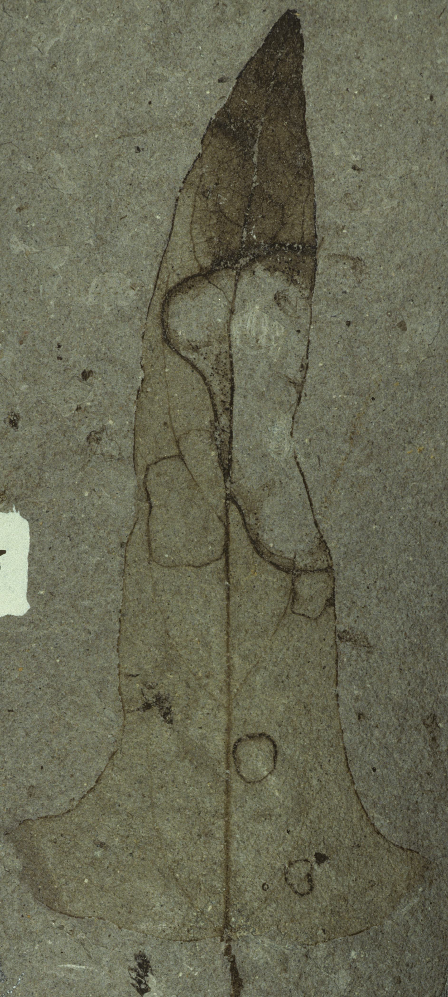 Fossil Image