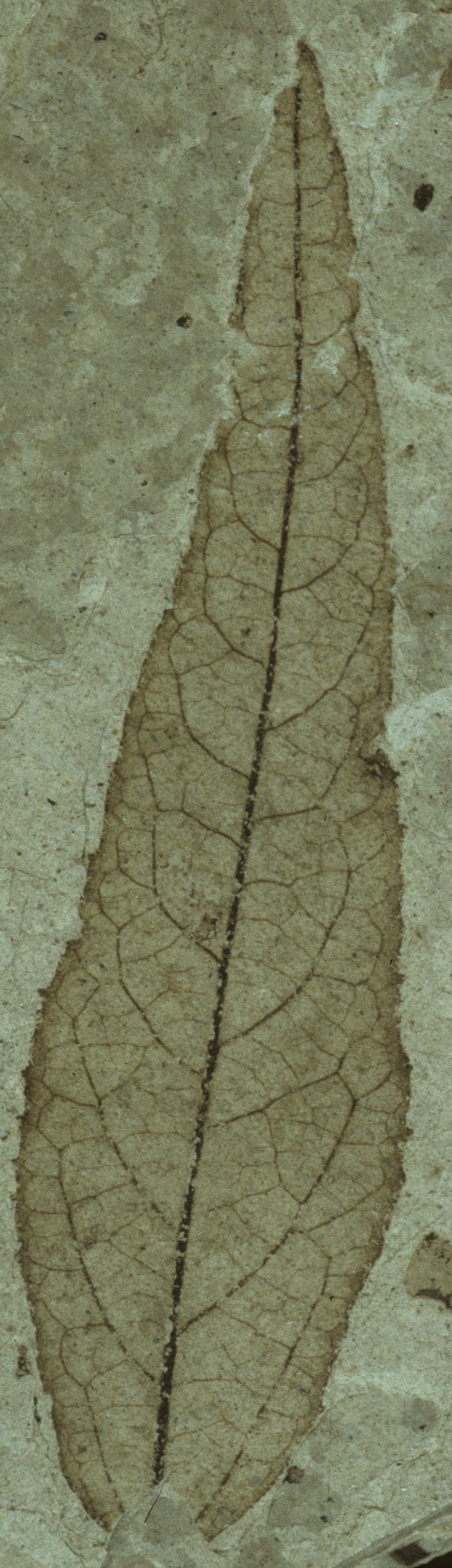 Fossil Image