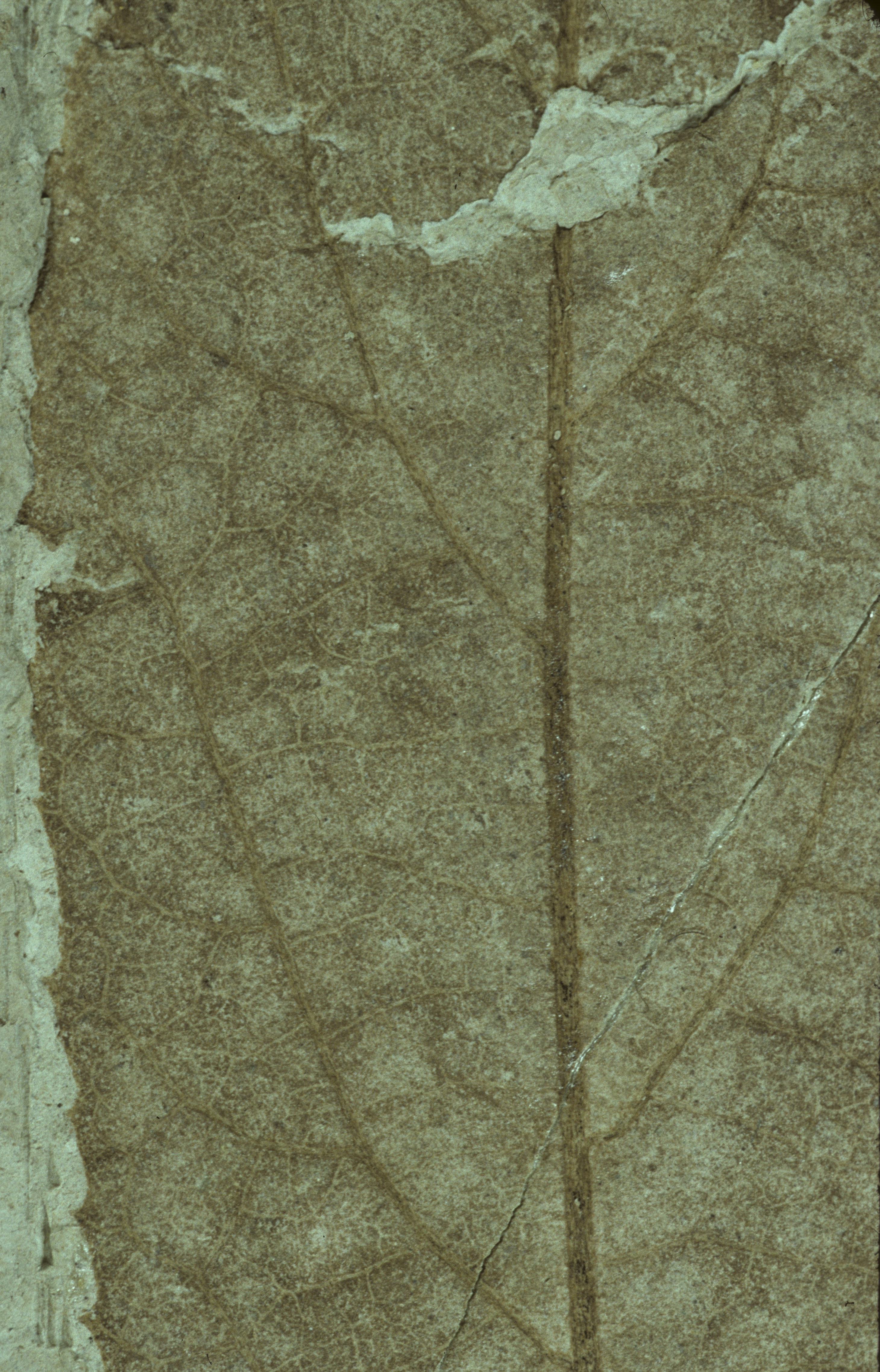 Sample 1 Image
