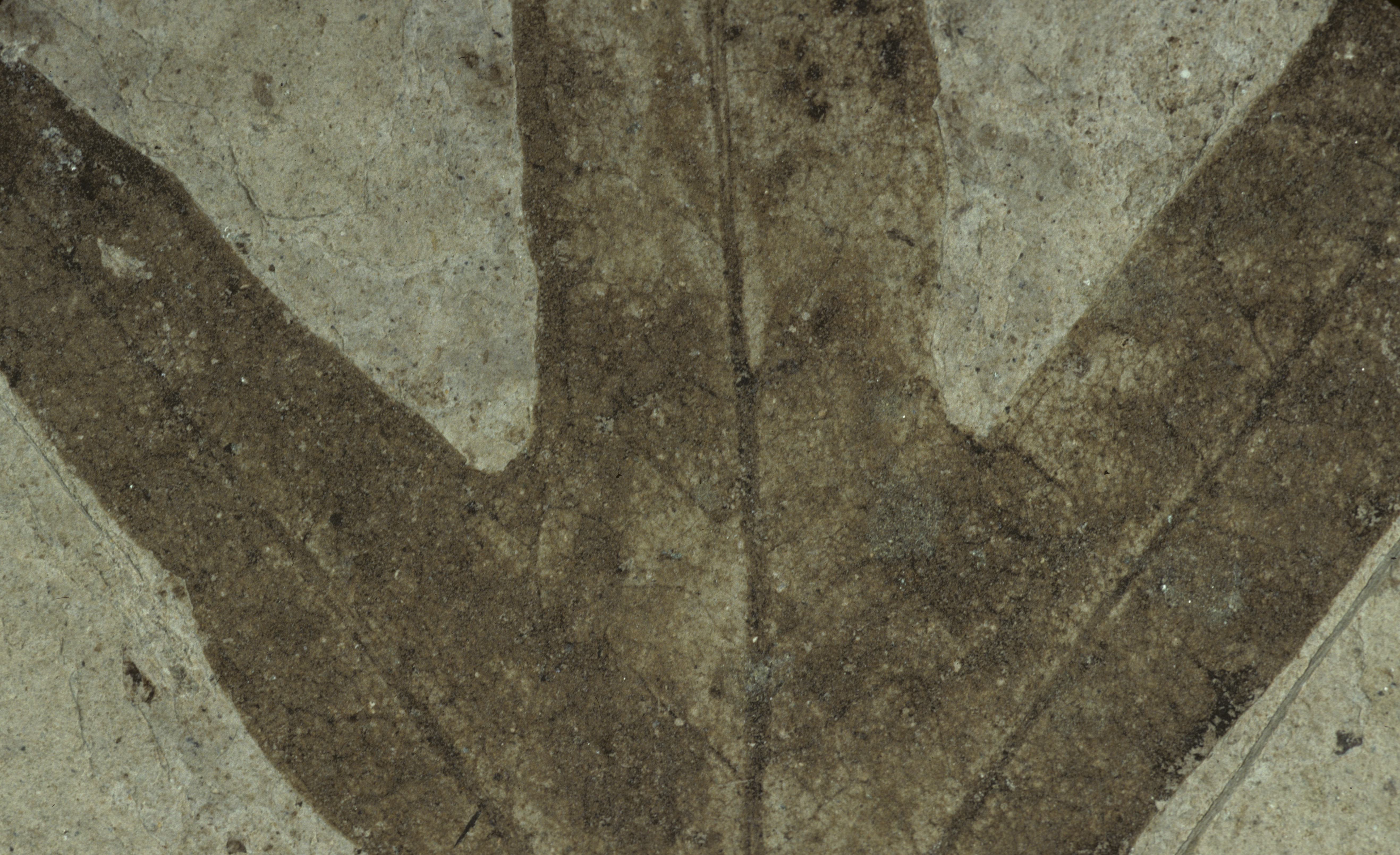 Sample 1 Image