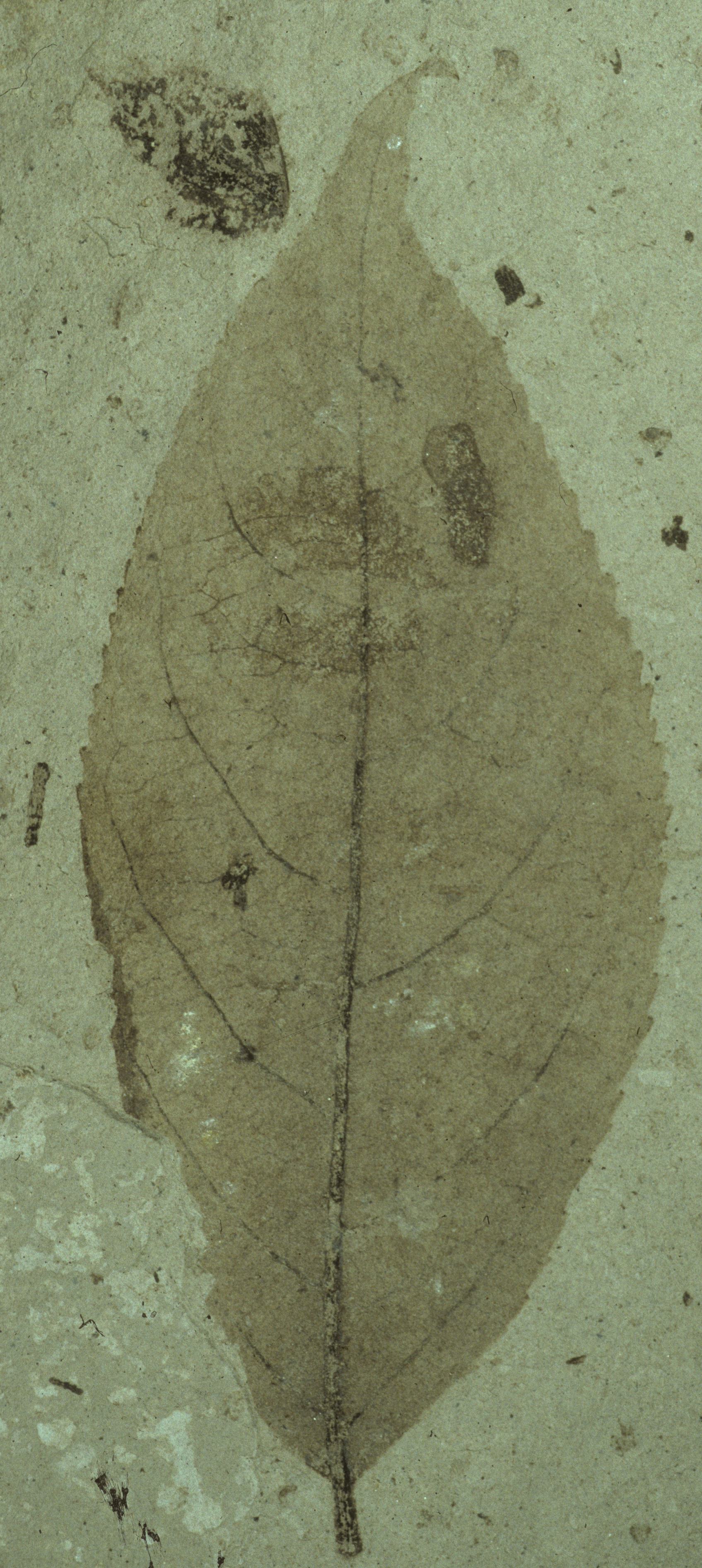 Fossil Image
