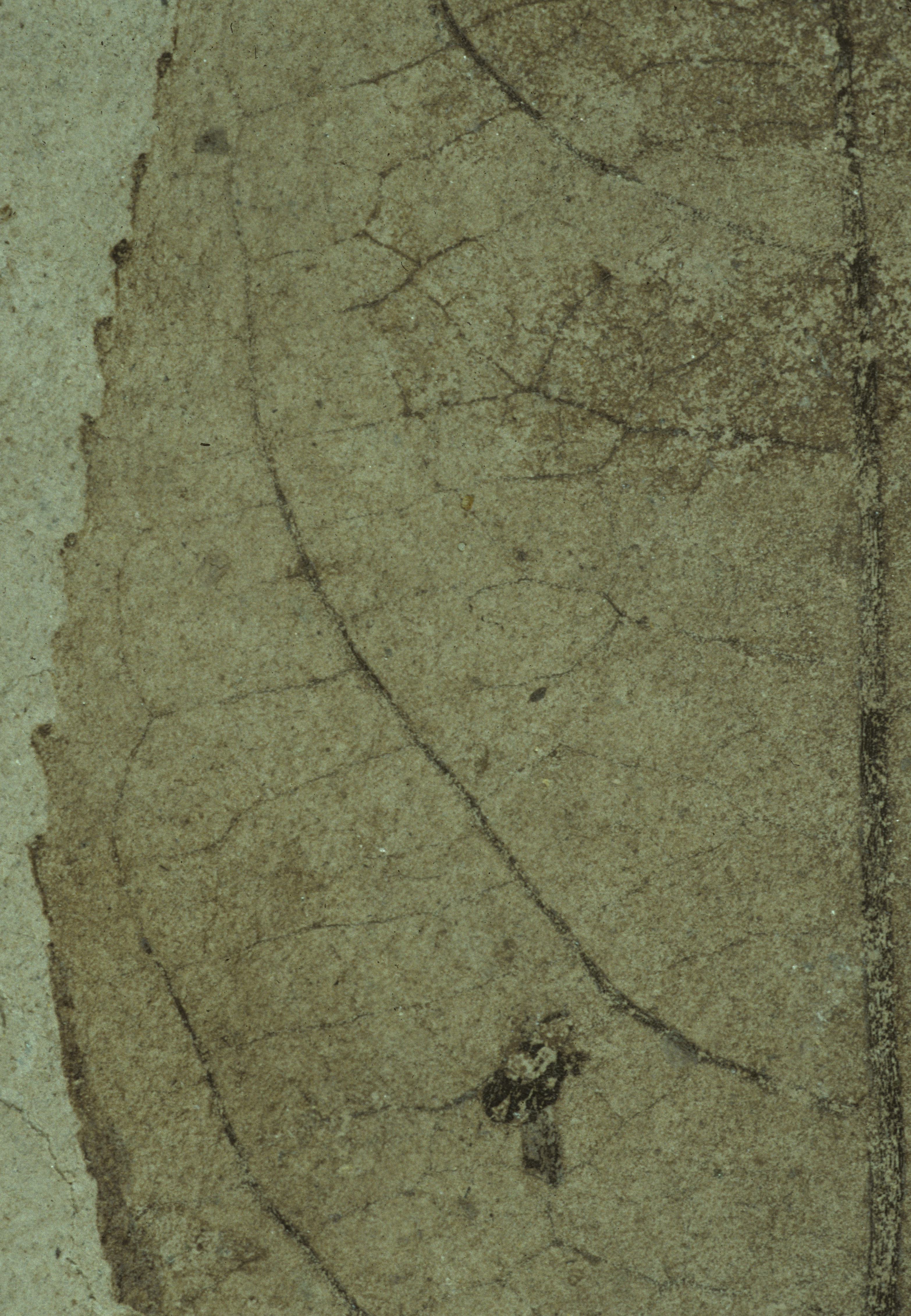 Sample 1 Image