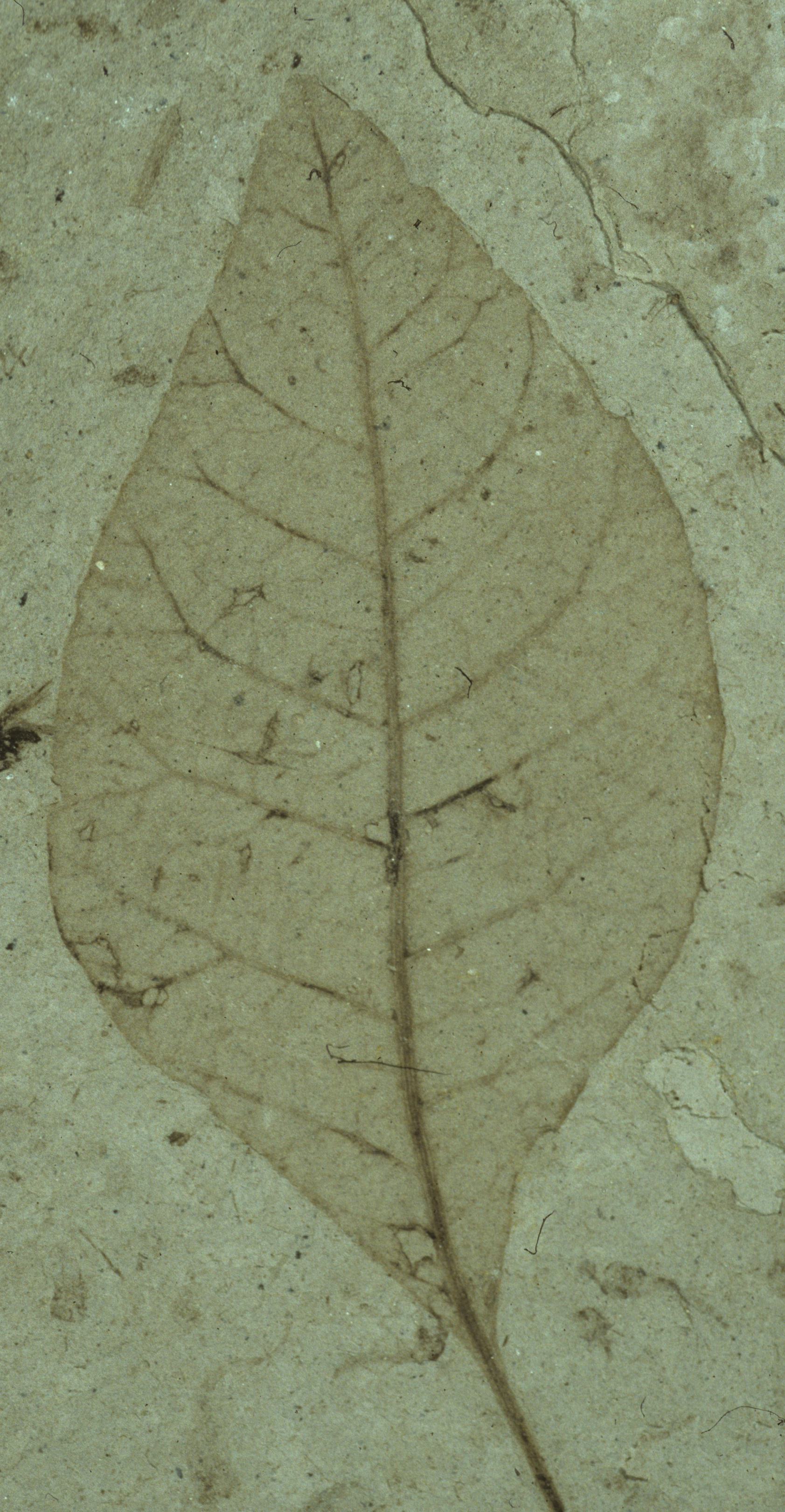 Fossil Image