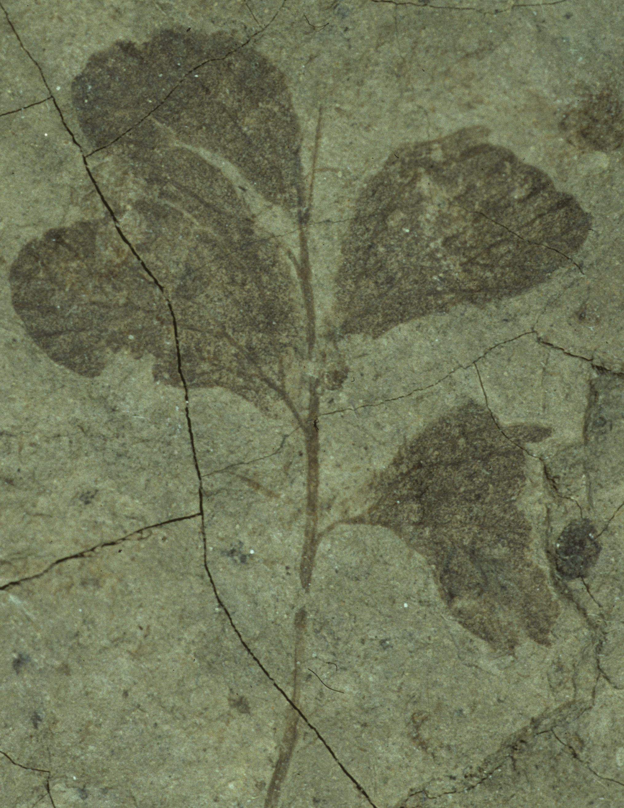 Sample 1 Image
