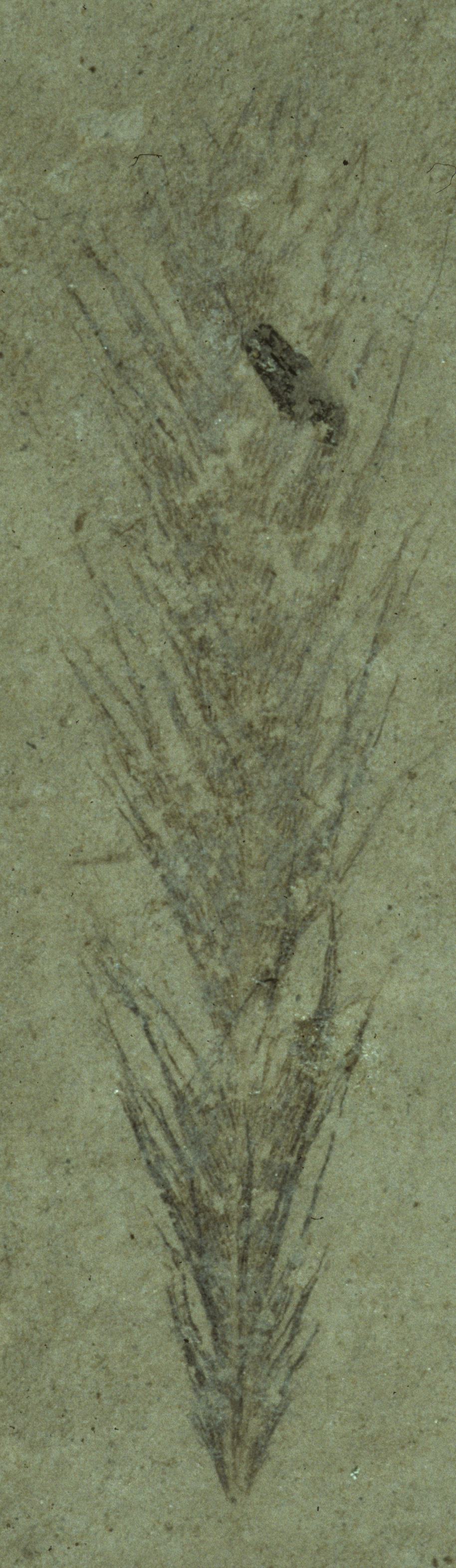 Sample 1 Image