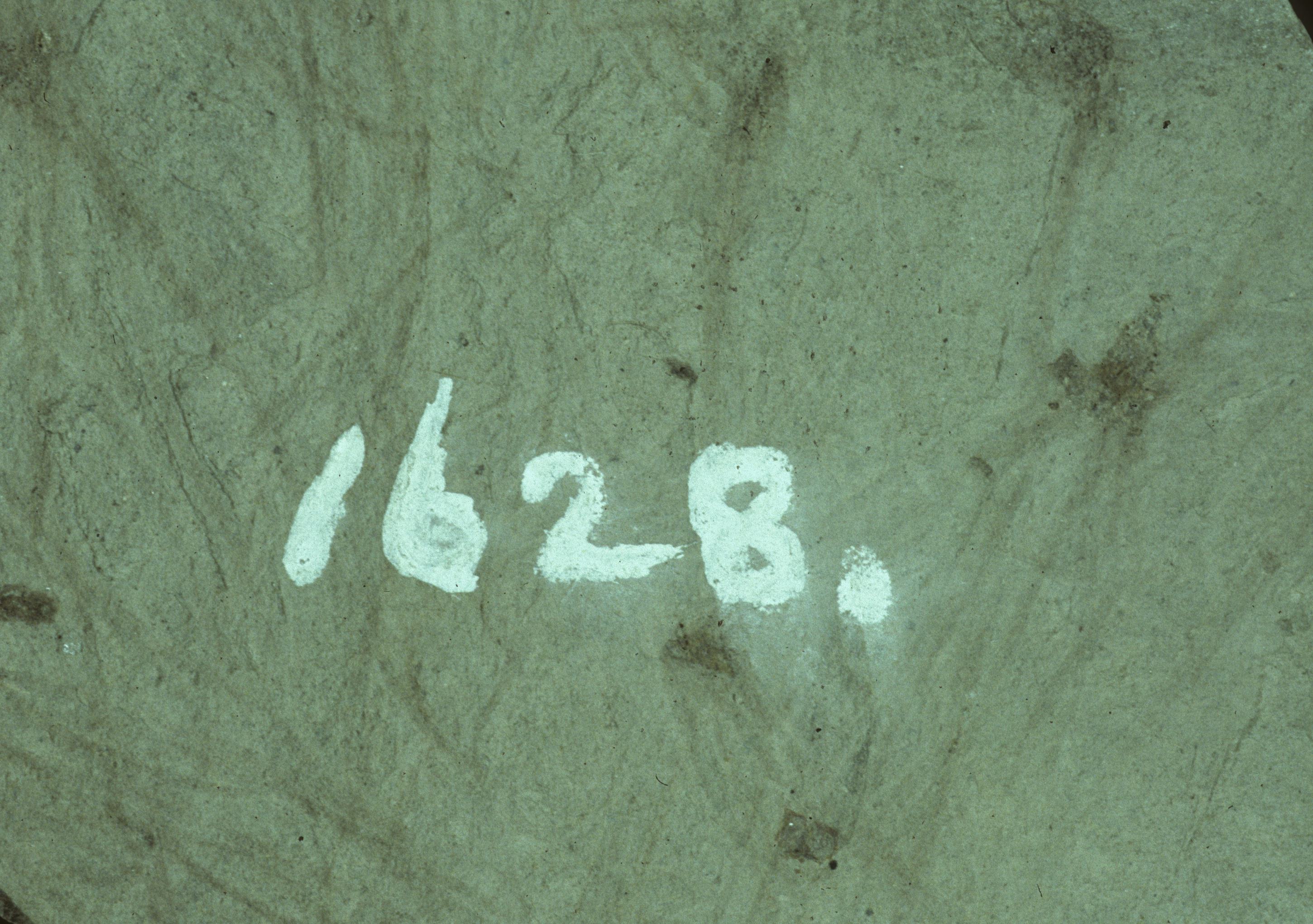 Sample 1 Image