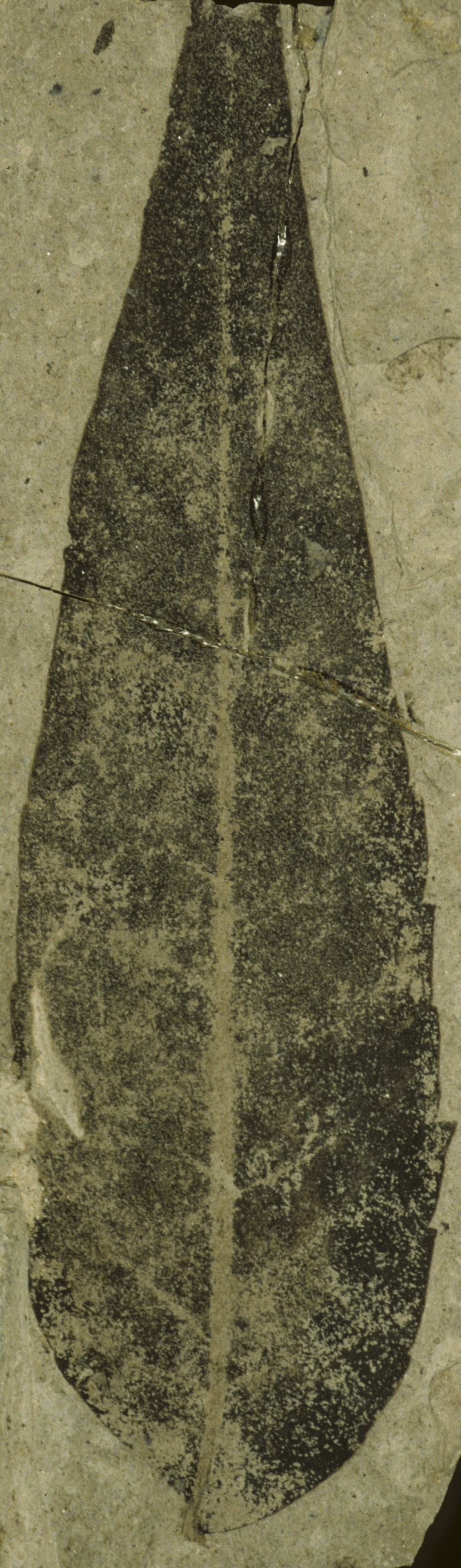 Fossil Image