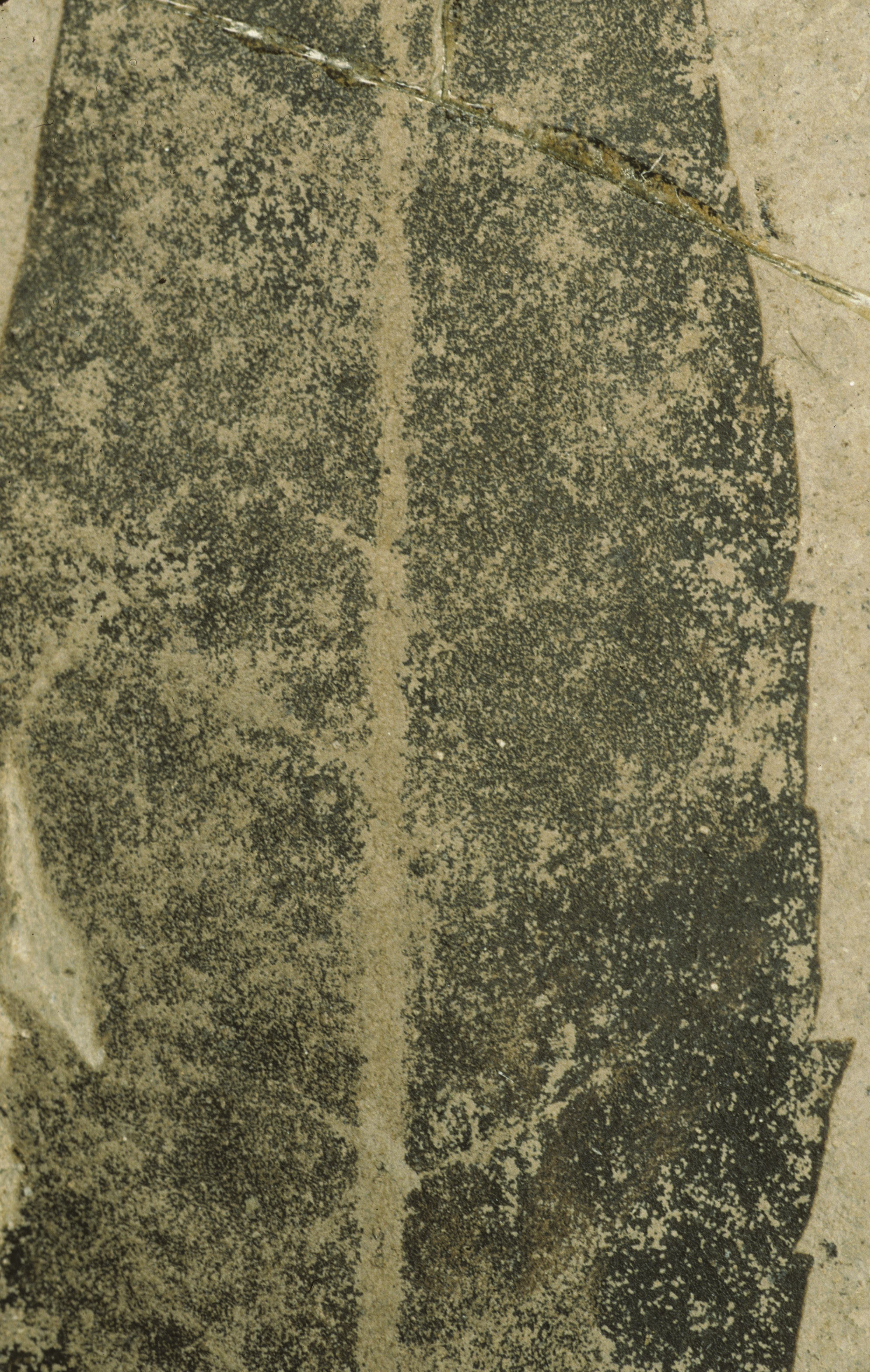 Sample 1 Image