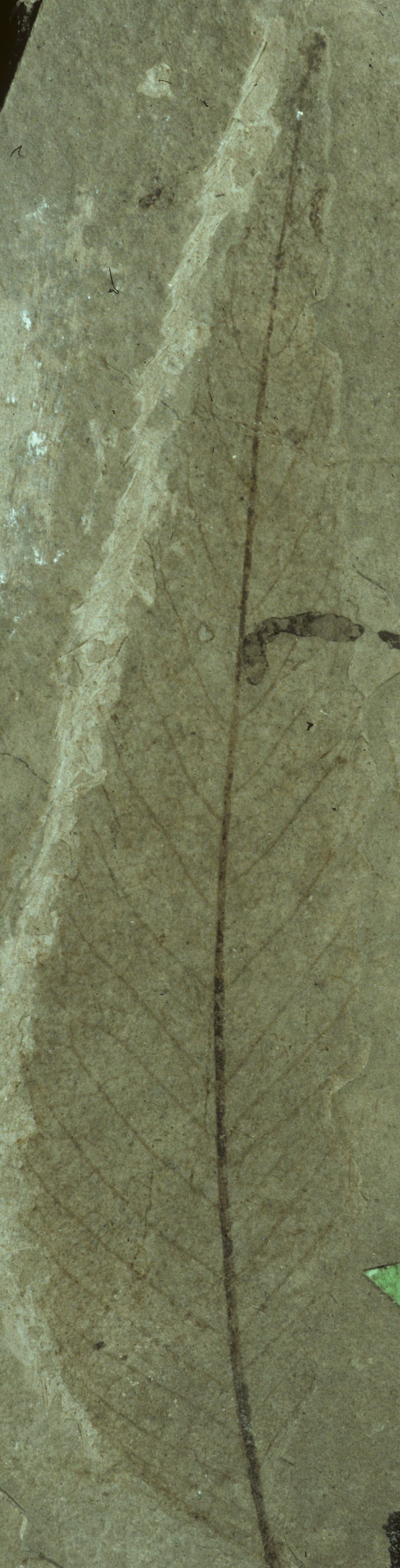 Fossil Image
