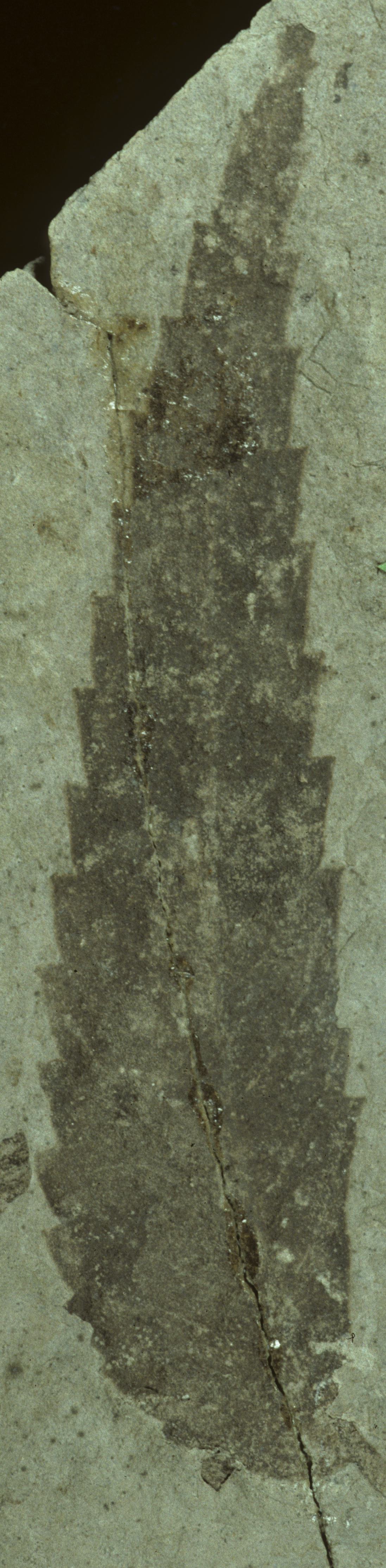 Fossil Image