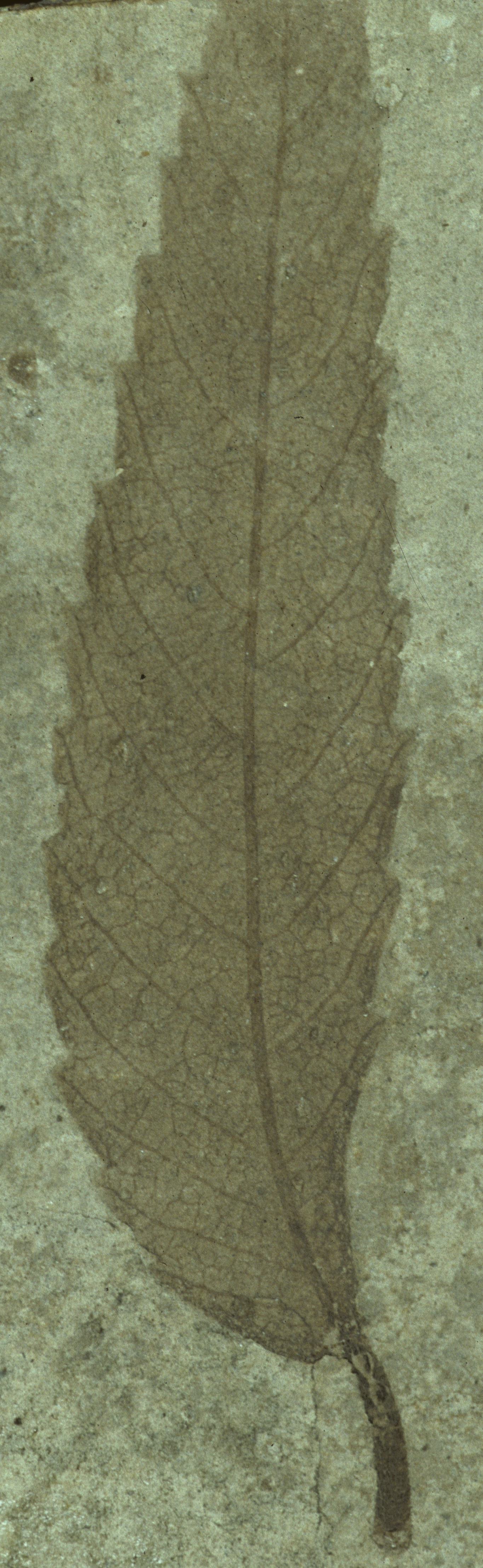 Fossil Image