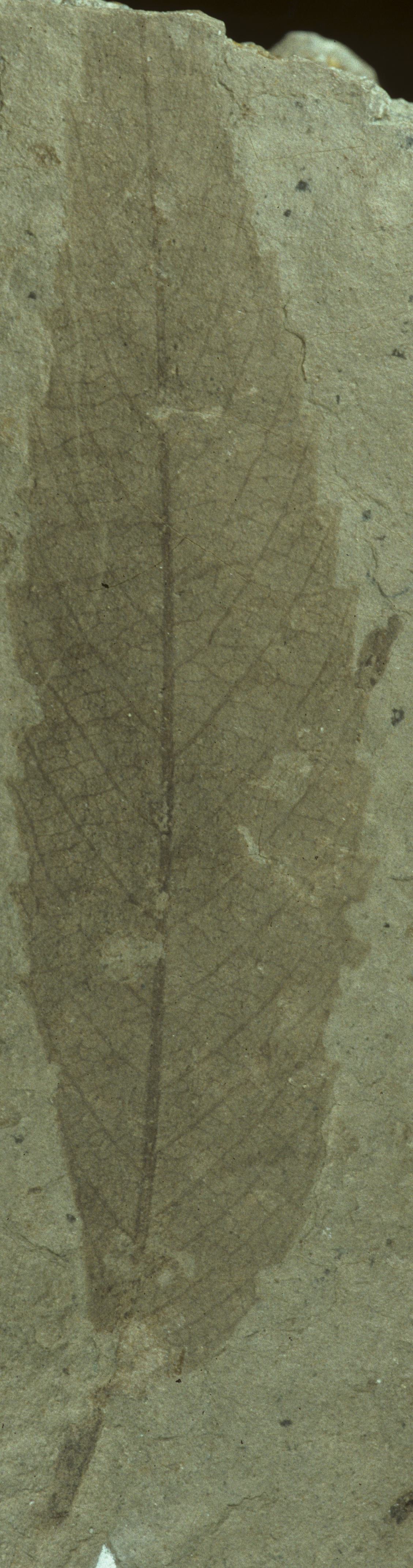Fossil Image